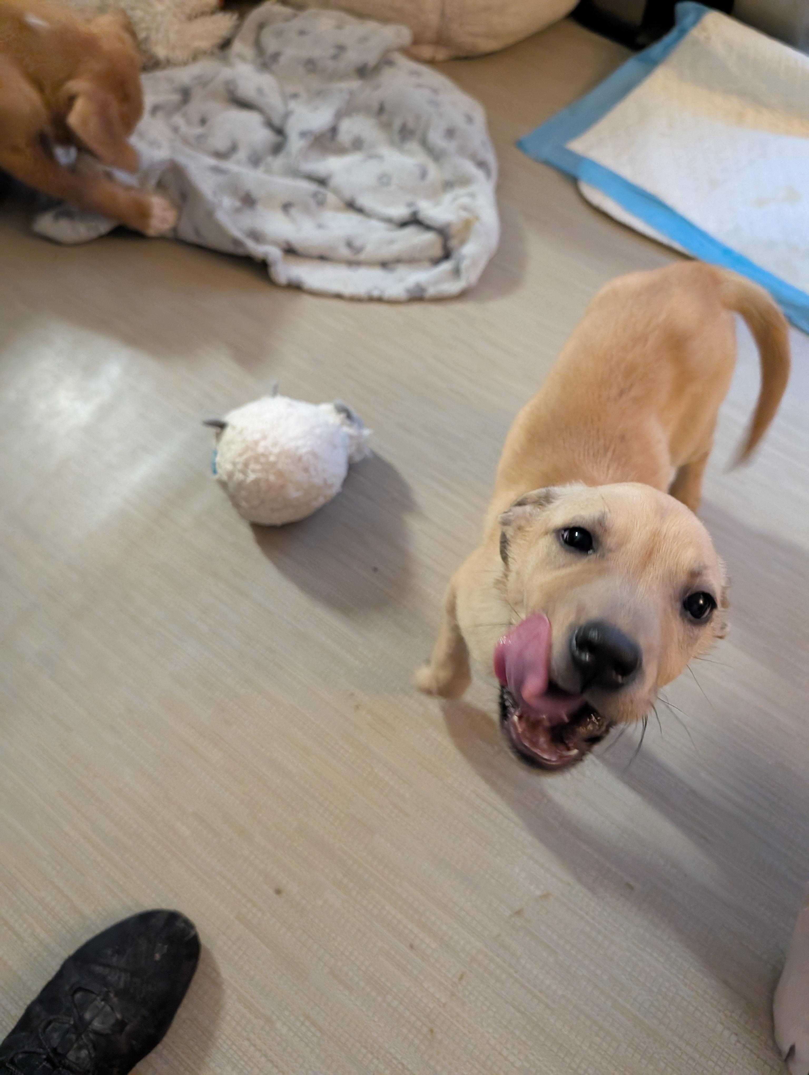 Enlarge JELLYBEAN , a ADOPTABLE mixed breed in Browns Mills, NJ image 3/3