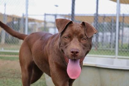 Enlarge Princesa, a Adoptable mixed breed in Irving, TX image 1/2