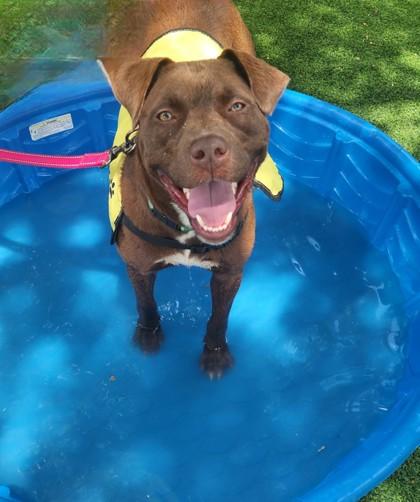 Enlarge Princesa, a Adoptable mixed breed in Irving, TX image 1/3