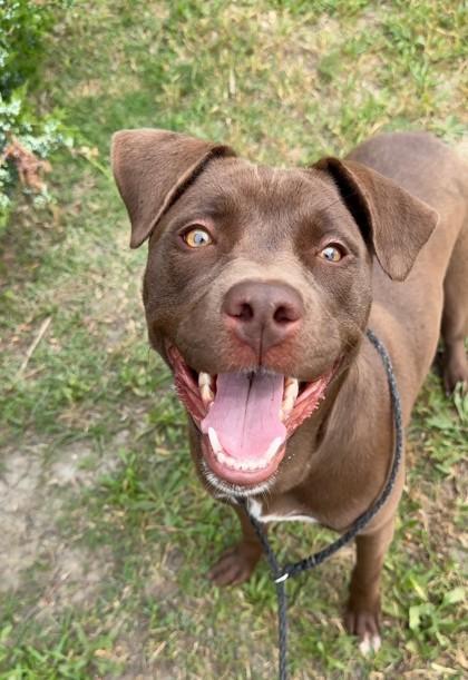 Enlarge Princesa, a Adoptable mixed breed in Irving, TX image 2/3