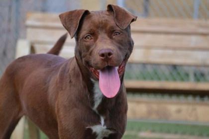 Princesa, a Adoptable mixed breed in Irving, TX image 2/3