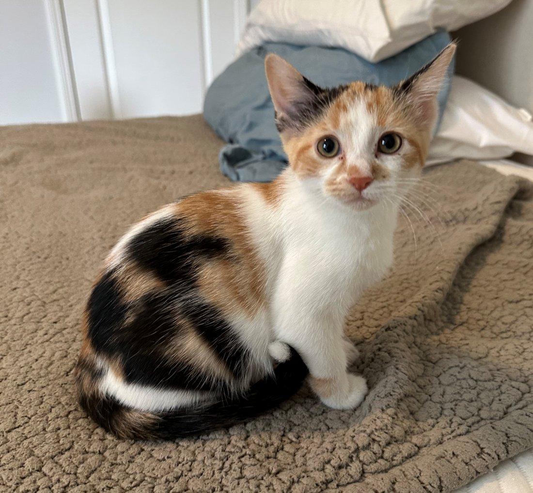Enlarge Kittens - 5, a Adoptable Domestic Short Hair in White Bear Lake, MN image 2/6