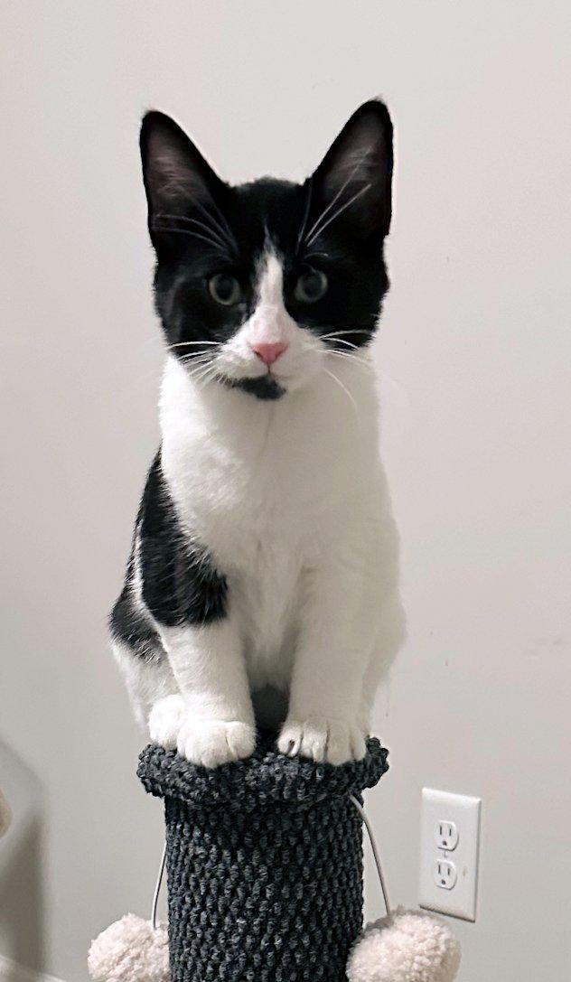 Enlarge Zoey, Wilson, Gabe, Dylan, Bert, a Adoptable Domestic Short Hair in White Bear Lake, MN image 5/6