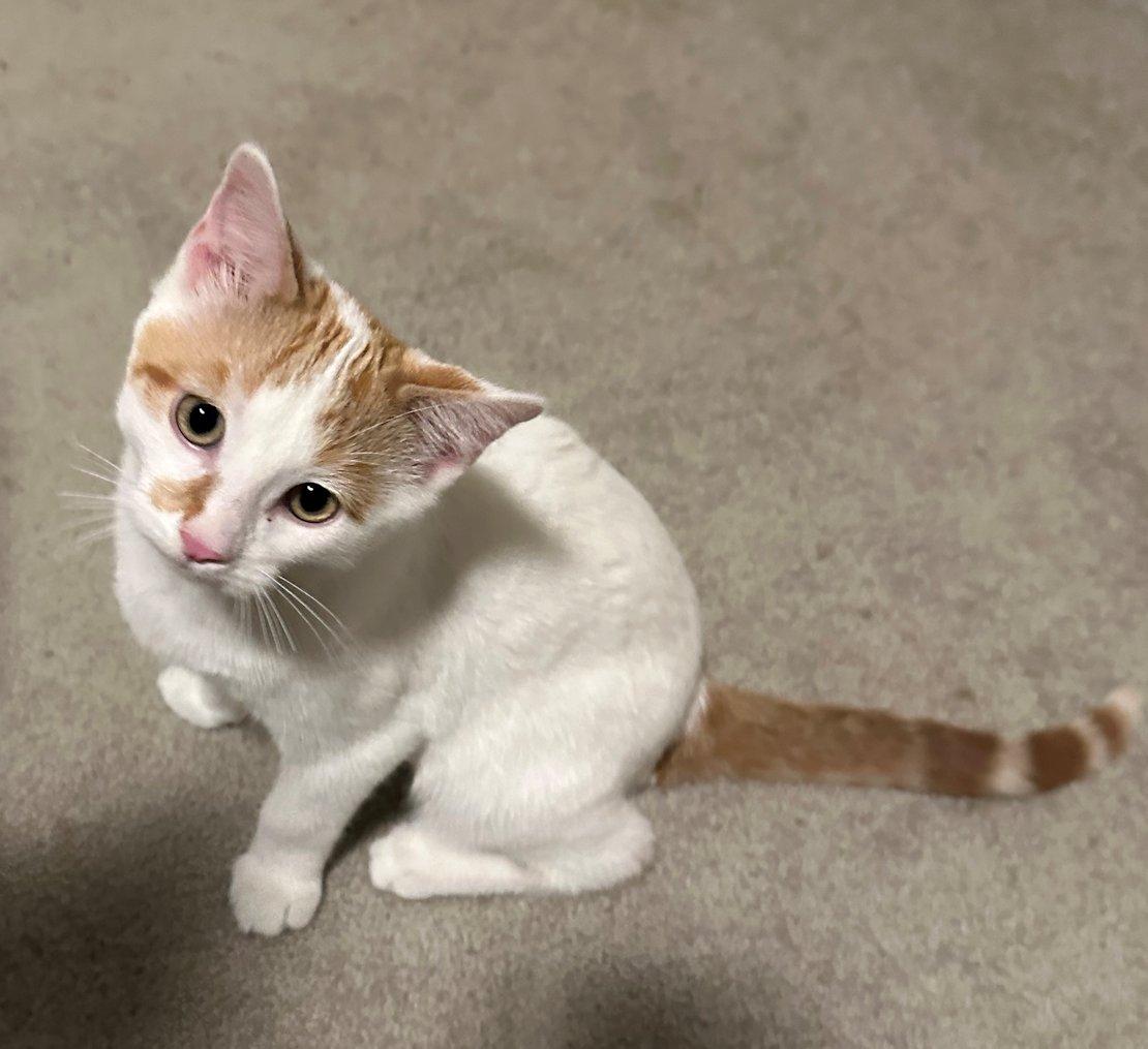 Enlarge Zoey, Wilson, Gabe, Dylan, Bert, a Adoptable Domestic Short Hair in White Bear Lake, MN image 2/6