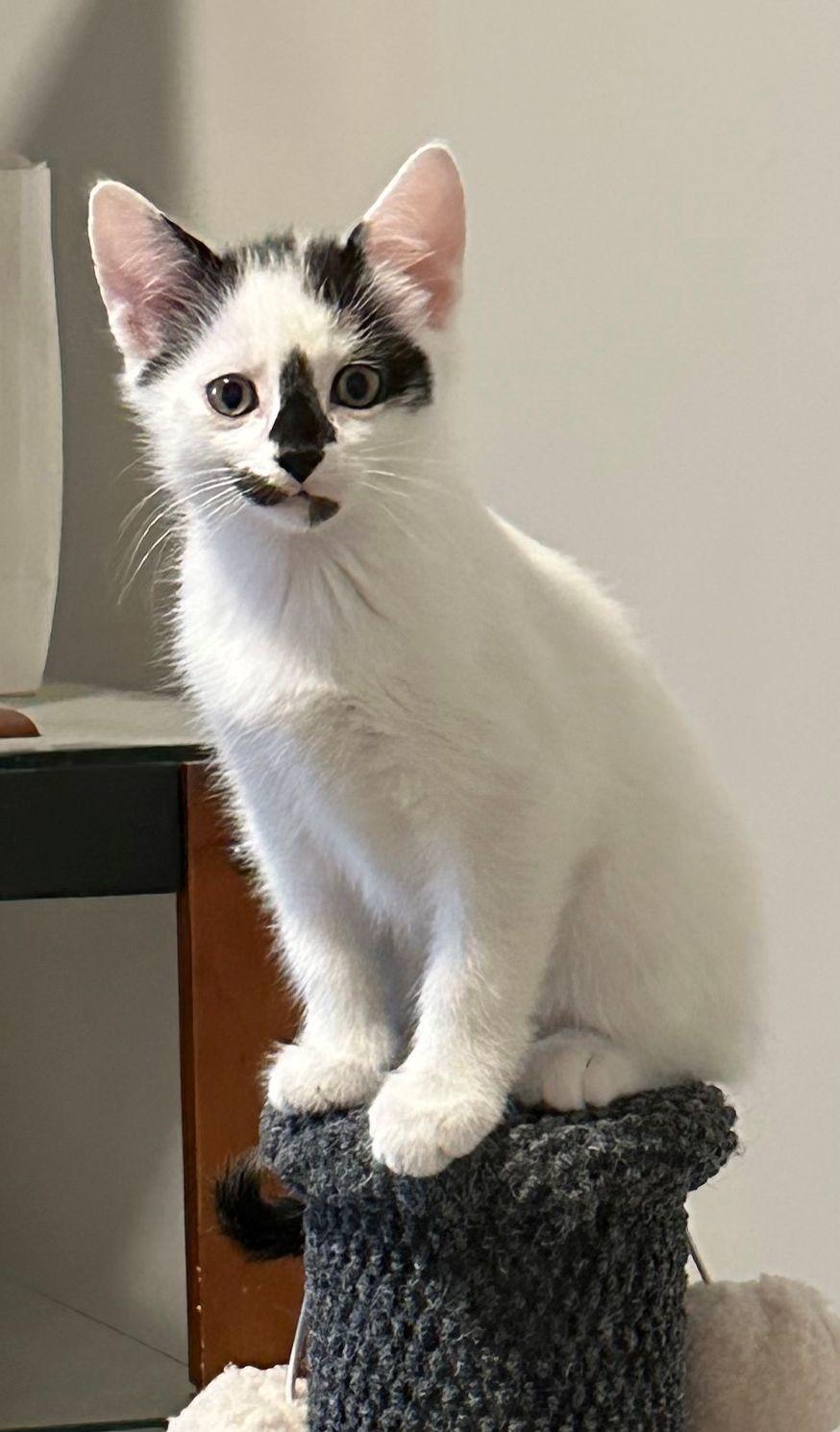 Enlarge Kittens - 5, a Adoptable Domestic Short Hair in White Bear Lake, MN image 5/6