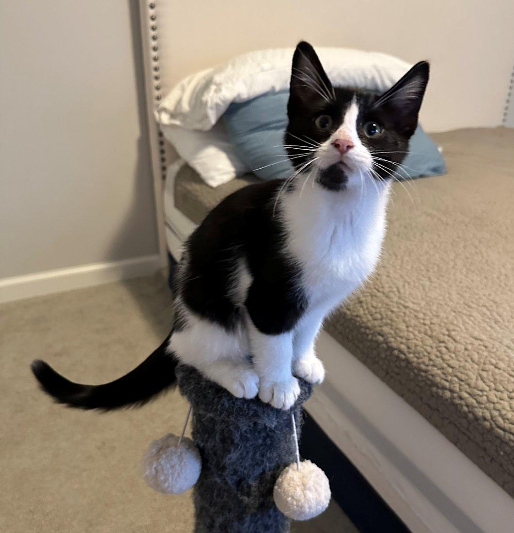Enlarge Kittens - 5, a Adoptable Domestic Short Hair in White Bear Lake, MN image 6/6