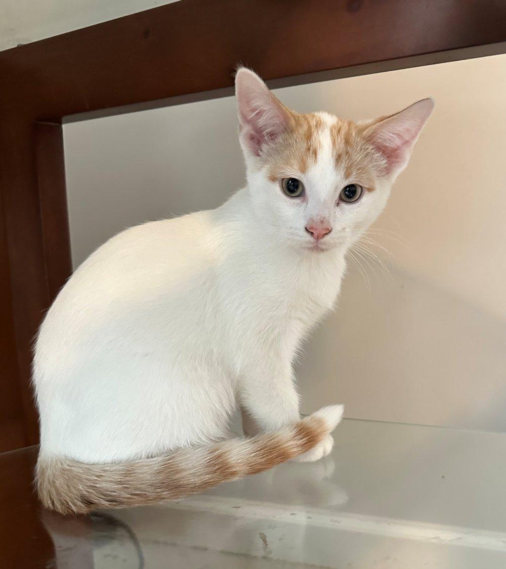 Enlarge Kittens - 5, a Adoptable Domestic Short Hair in White Bear Lake, MN image 4/6