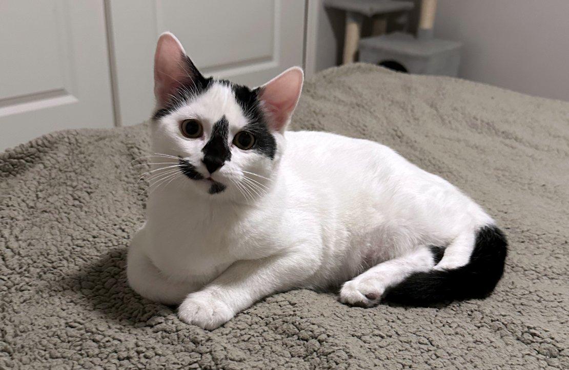 Enlarge Zoey, Wilson, Gabe, Dylan, Bert, a Adoptable Domestic Short Hair in White Bear Lake, MN image 4/6