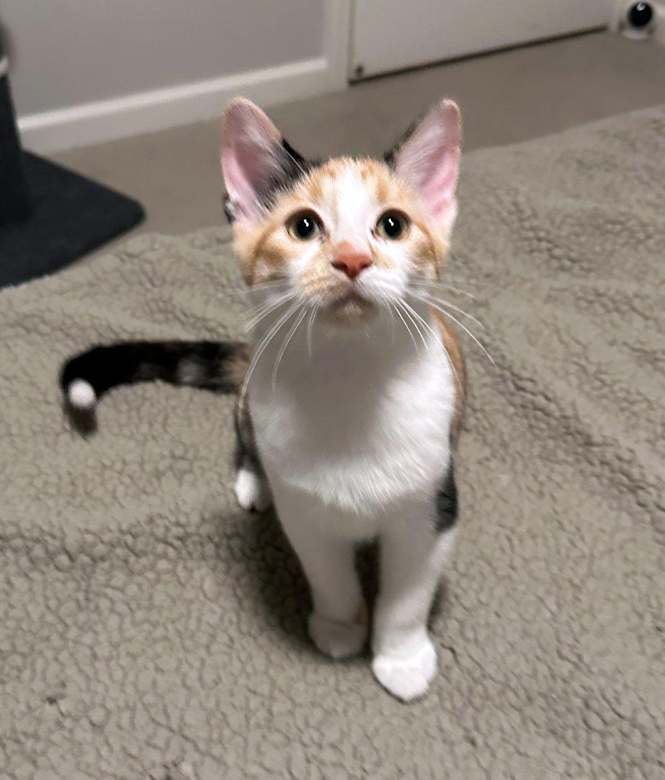 Enlarge Zoey, Wilson, Gabe, Dylan, Bert, a Adoptable Domestic Short Hair in White Bear Lake, MN image 1/6