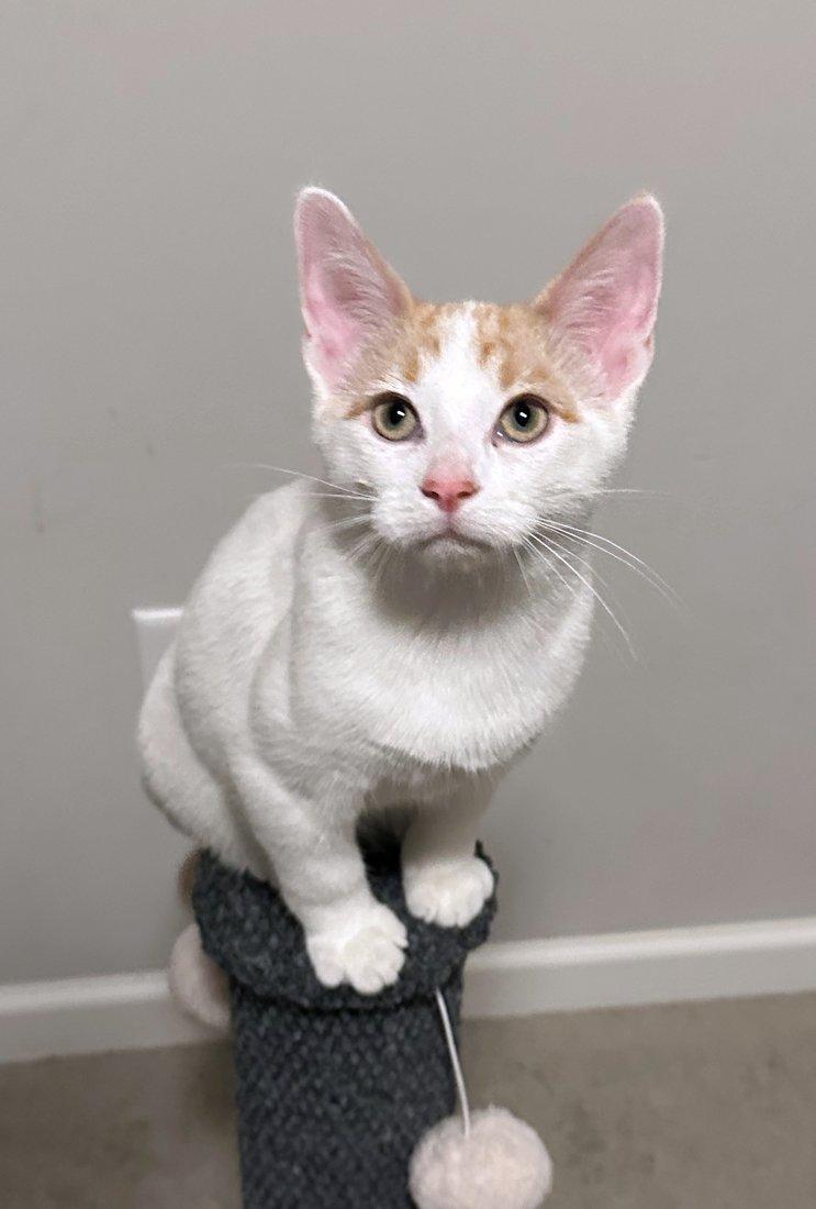 Enlarge Zoey, Wilson, Gabe, Dylan, Bert, a Adoptable Domestic Short Hair in White Bear Lake, MN image 3/6