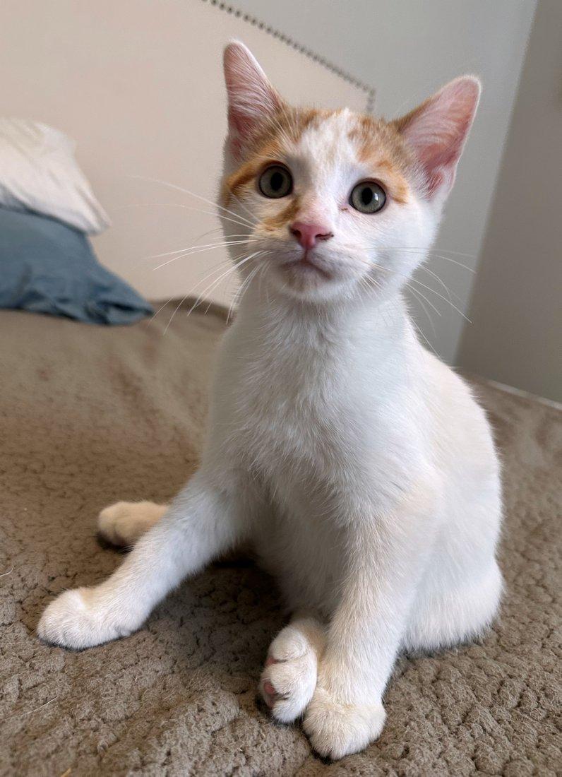 Enlarge Kittens - 5, a Adoptable Domestic Short Hair in White Bear Lake, MN image 3/6