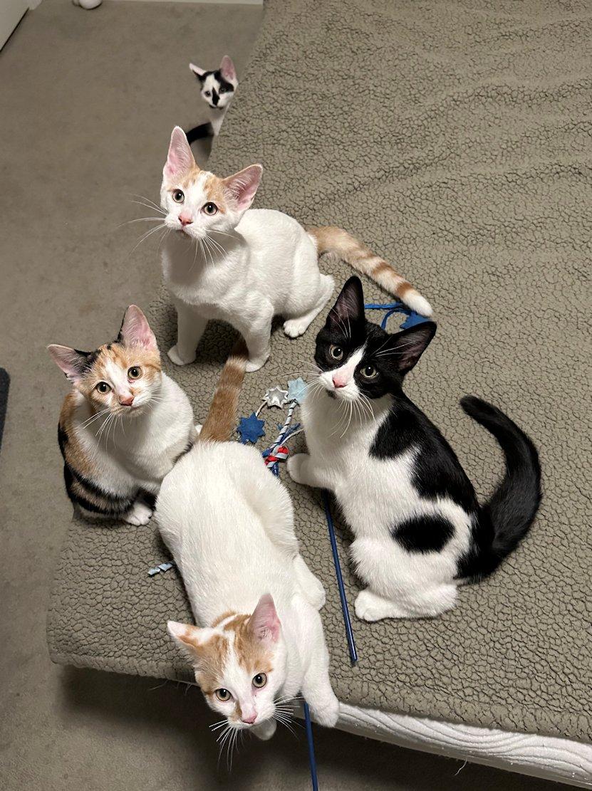 Enlarge Zoey, Wilson, Gabe, Dylan, Bert, a Adoptable Domestic Short Hair in White Bear Lake, MN image 6/6