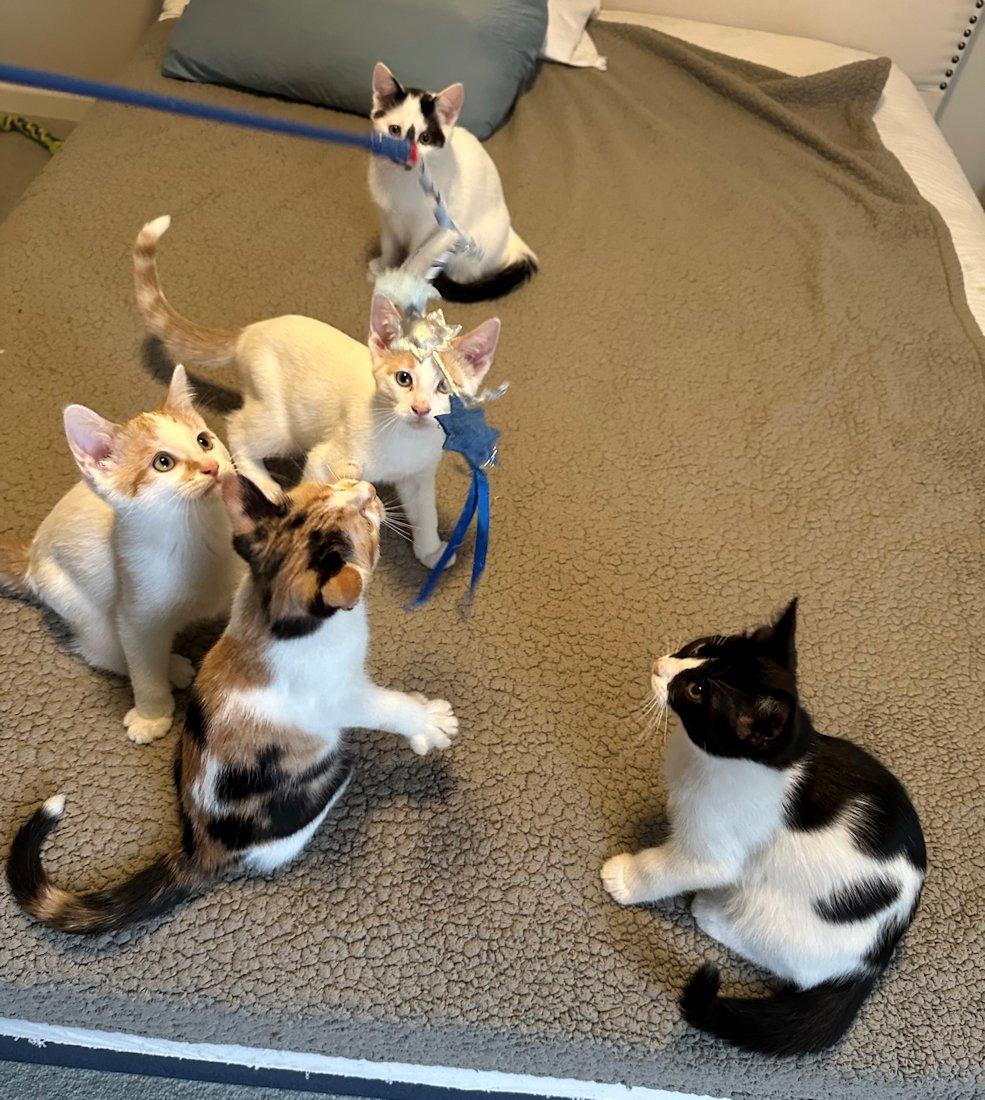 Kittens - 5, Adoptable, Kitten Male Domestic Short Hair.