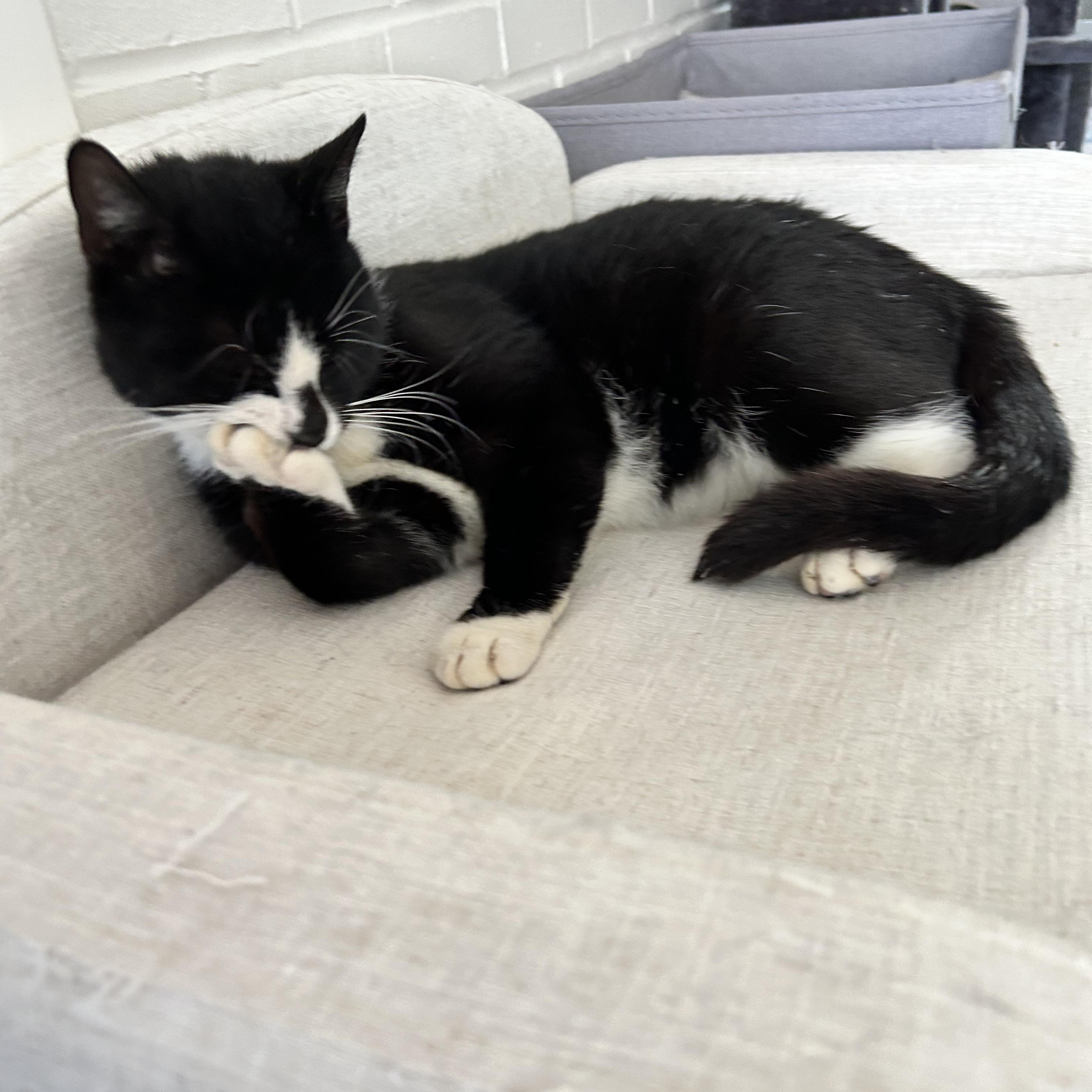 Enlarge Bongo, a Adoptable Domestic Short Hair in East Brunswick, NJ image 4/5