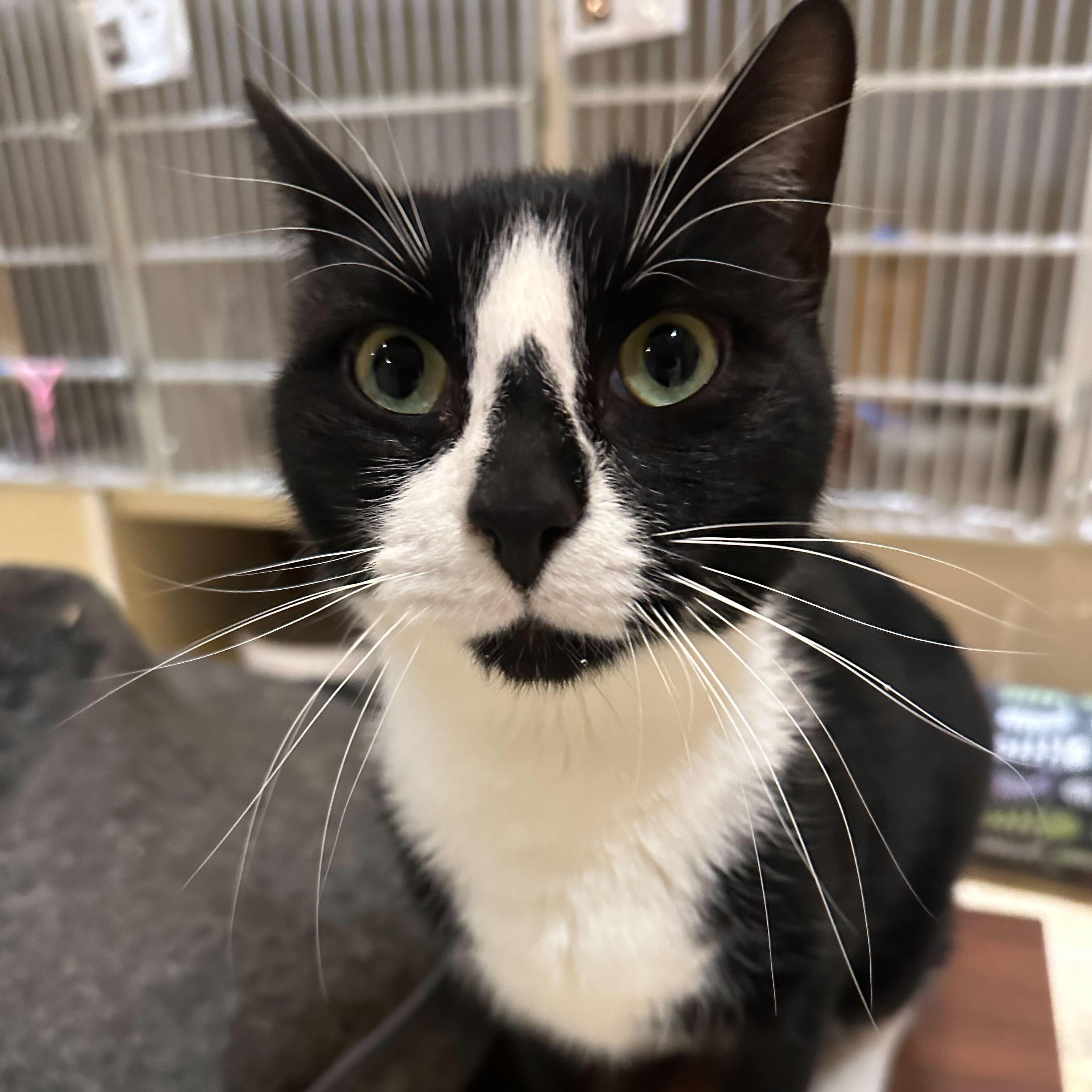 Enlarge Bongo, a Adoptable Domestic Short Hair in East Brunswick, NJ image 5/5