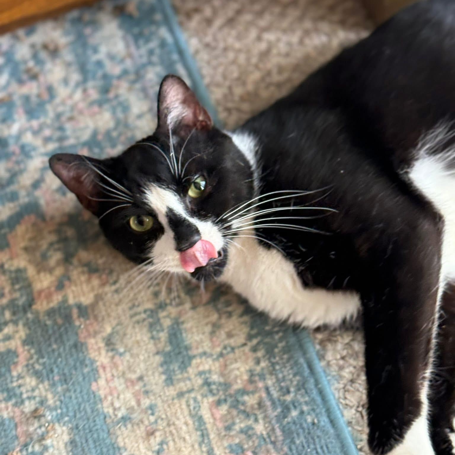 Enlarge Bongo, a Adoptable Domestic Short Hair in East Brunswick, NJ image 2/5