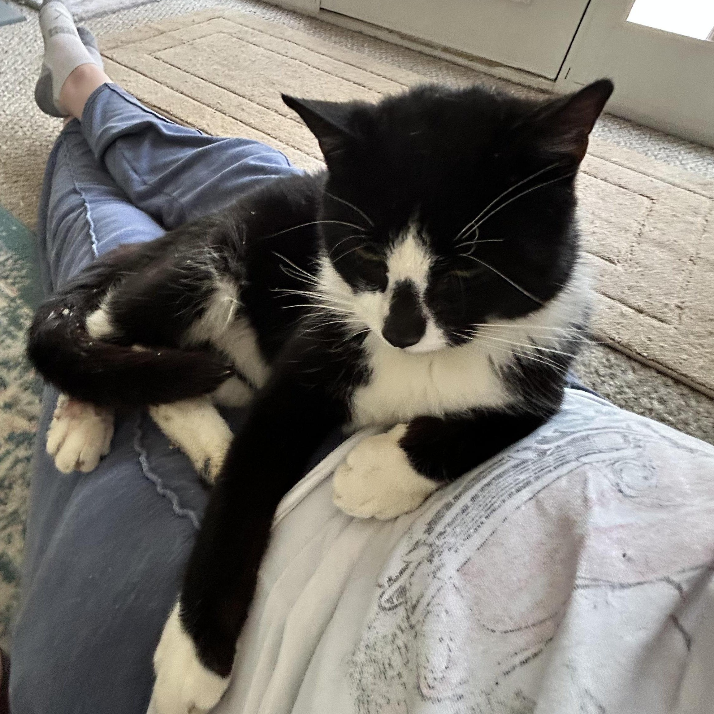 Enlarge Bongo, a Adoptable Domestic Short Hair in East Brunswick, NJ image 3/5