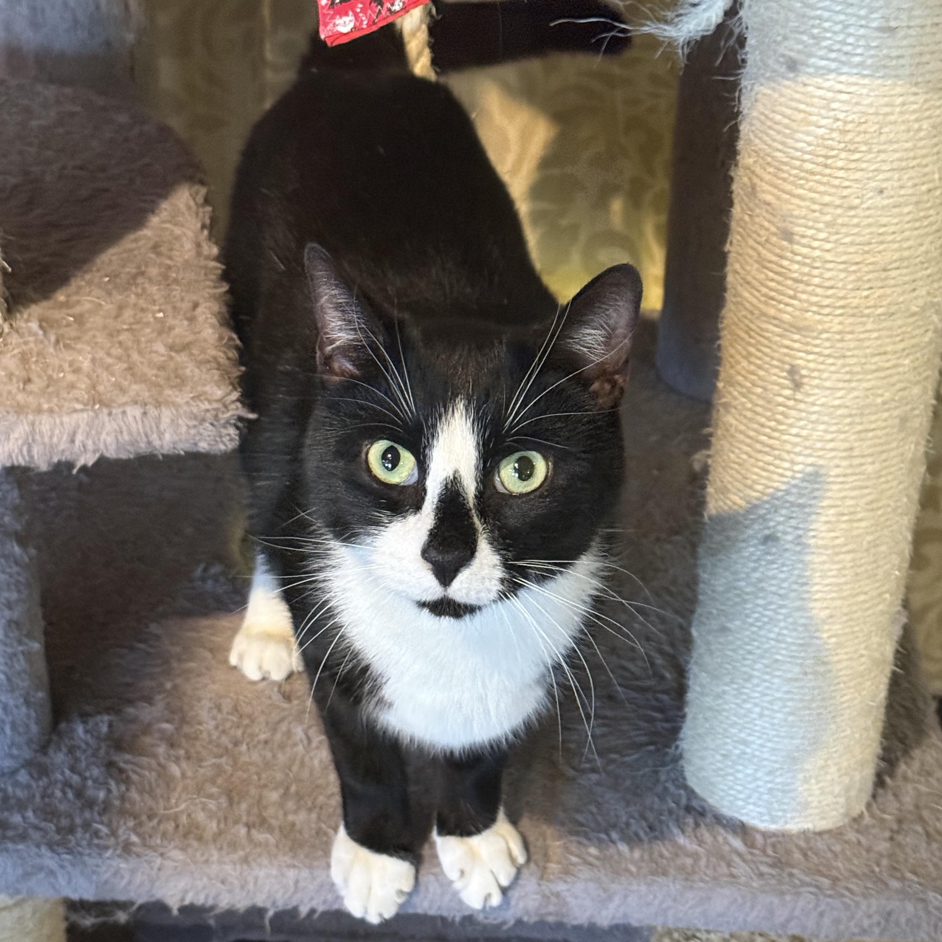 Enlarge Bongo, a Adoptable Domestic Short Hair in East Brunswick, NJ image 1/5