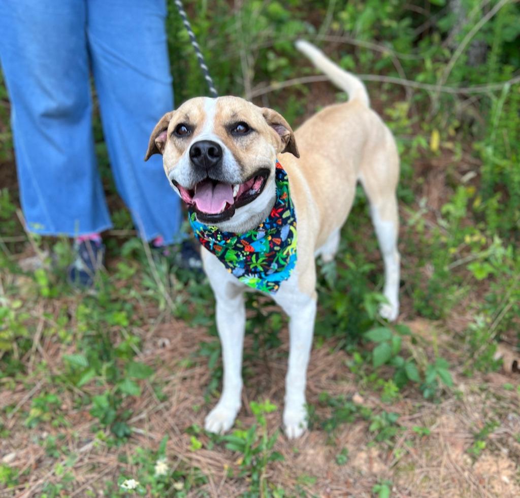 Butter Bean, Adoptable, Young Male Mixed Breed.