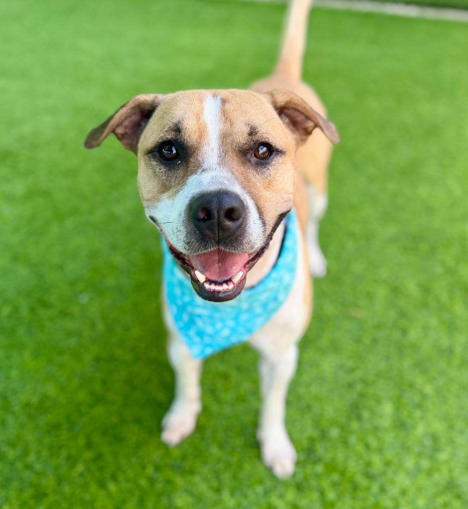 Enlarge Butter Bean, a Adoptable mixed breed in Ellijay, GA image 1/2