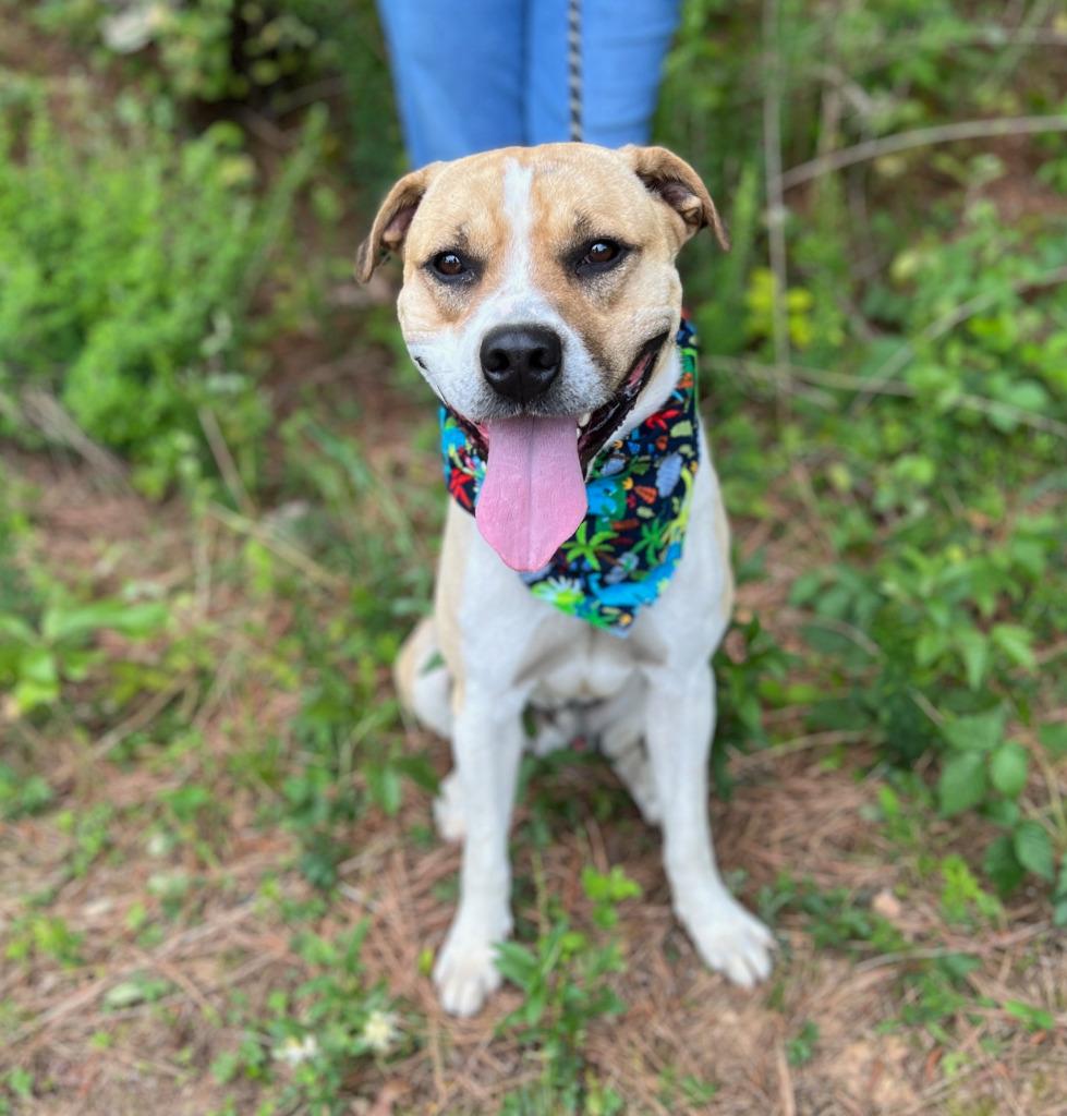 Enlarge Butter Bean, a Adoptable mixed breed in Ellijay, GA image 2/3