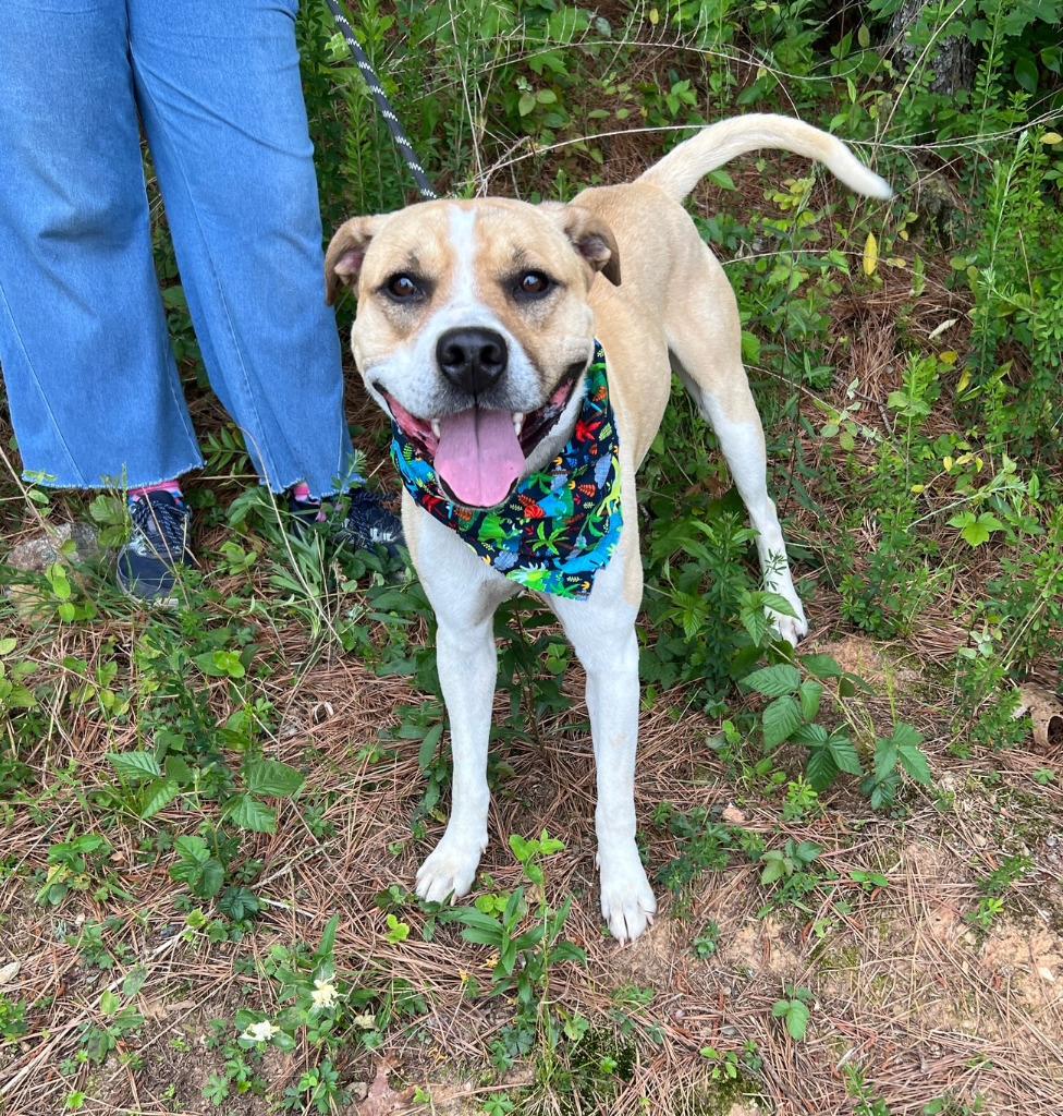 Enlarge Butter Bean, a Adoptable mixed breed in Ellijay, GA image 3/3