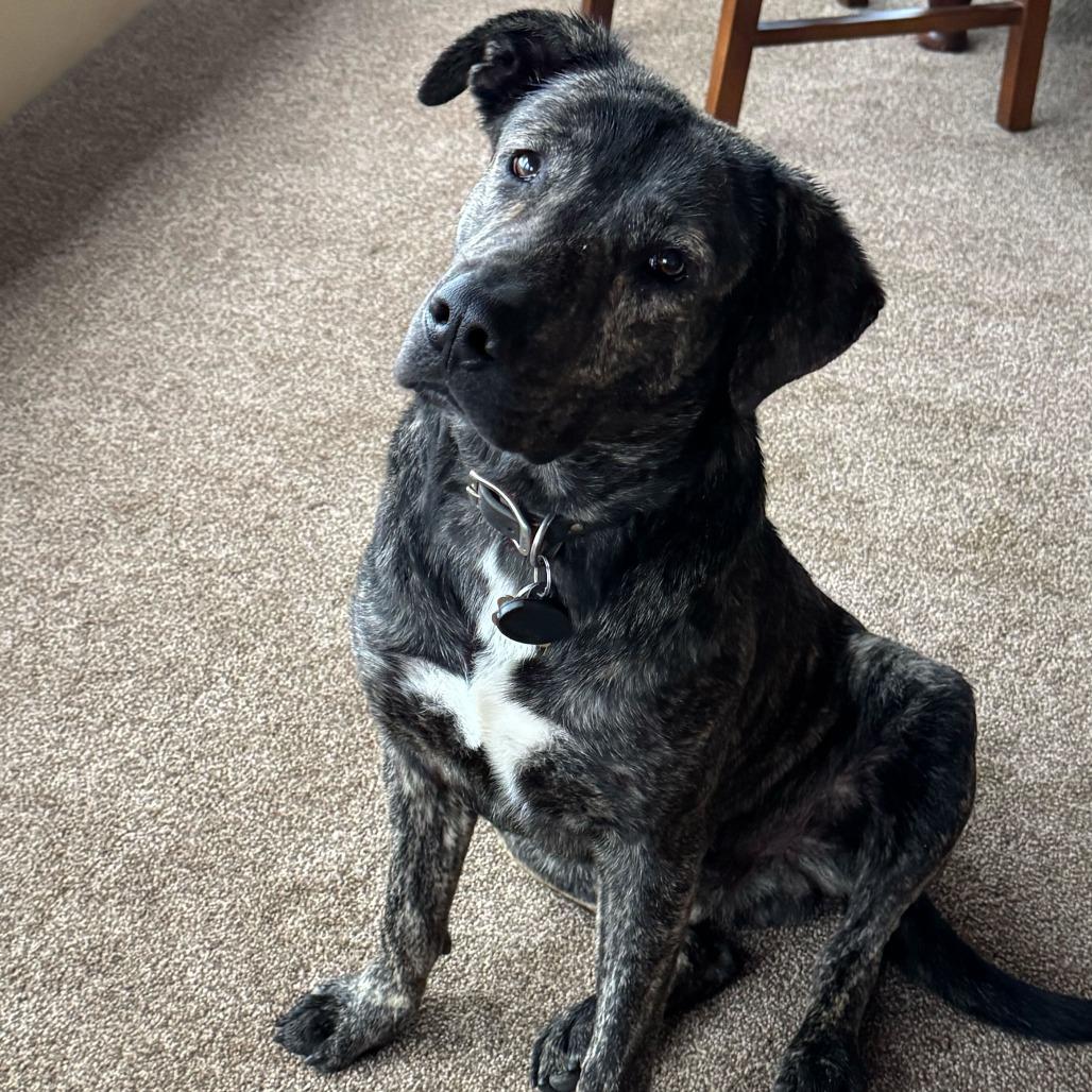 Luke, Adoptable, Adult Male Pit Bull Terrier & Mixed Breed.