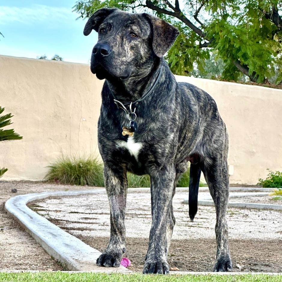 Enlarge Luke, a Adoptable mixed breed in Riverside, CA image 2/4