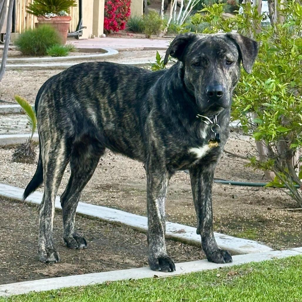 Enlarge Luke, a Adoptable mixed breed in Riverside, CA image 4/4