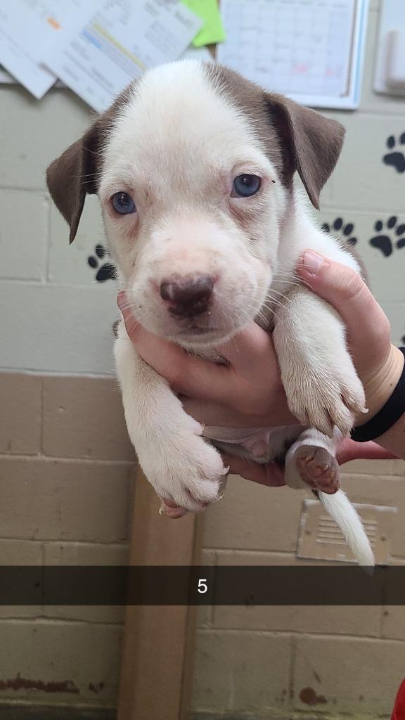 Enlarge Nixon, a Adoptable Pit Bull Terrier in Swainsboro, GA image 1/1