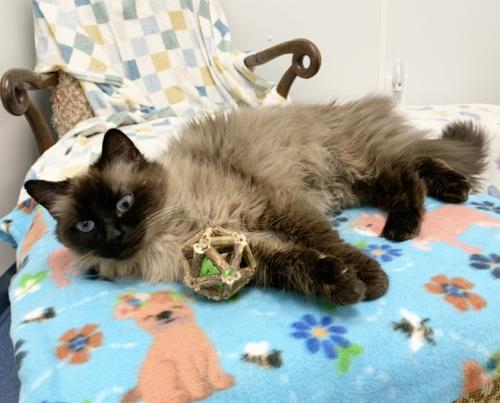 Enlarge Parker, a Adoptable mixed breed in St. Johnsbury, VT image 1/3