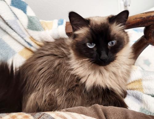 Enlarge Parker, a Adoptable mixed breed in St. Johnsbury, VT image 2/3