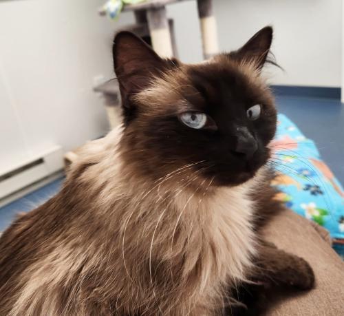 Enlarge Parker, a Adoptable mixed breed in St. Johnsbury, VT image 3/3