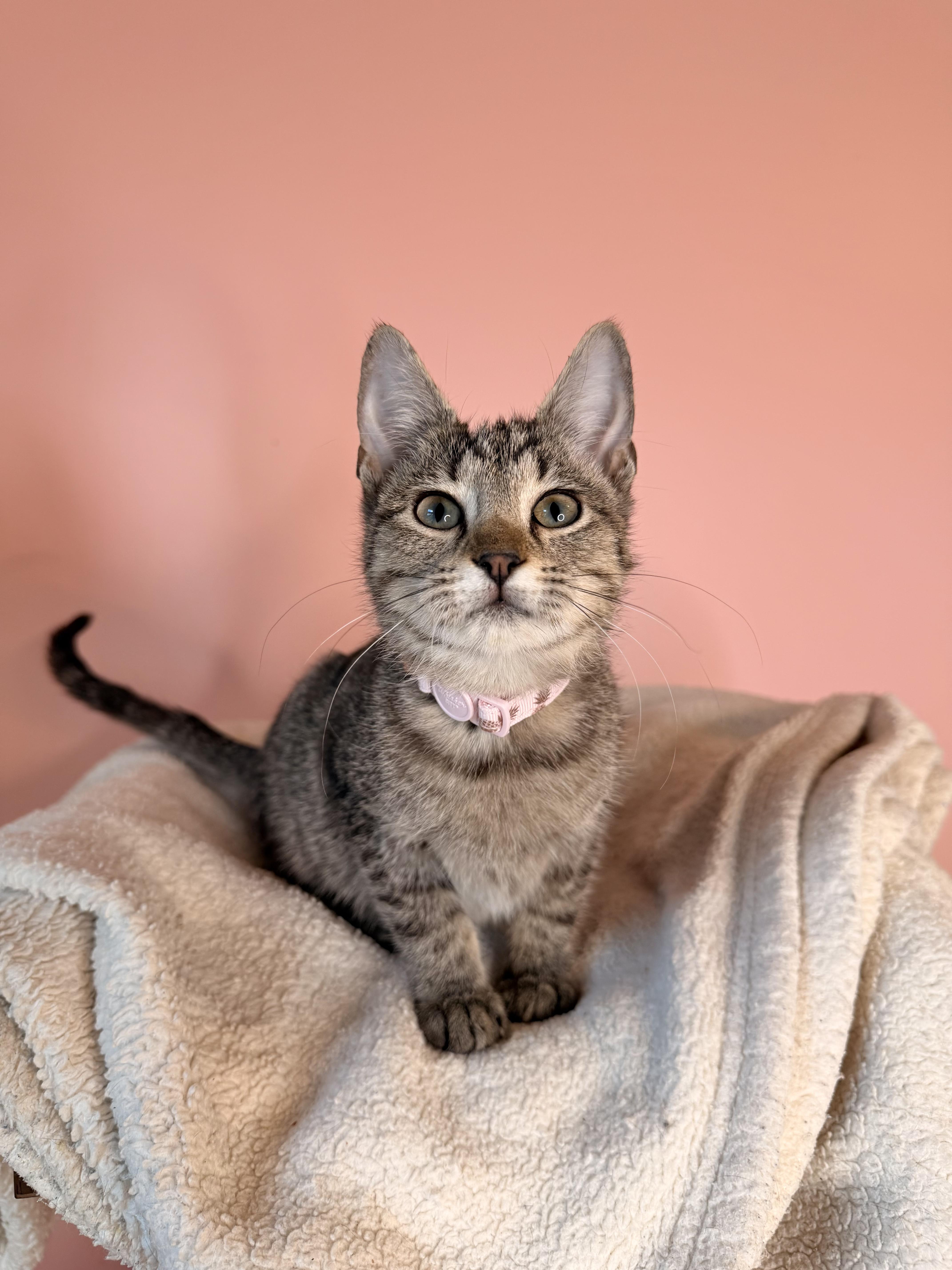 Enlarge TOFFEE, an adoptable Tabby in New York, NY image 1/3