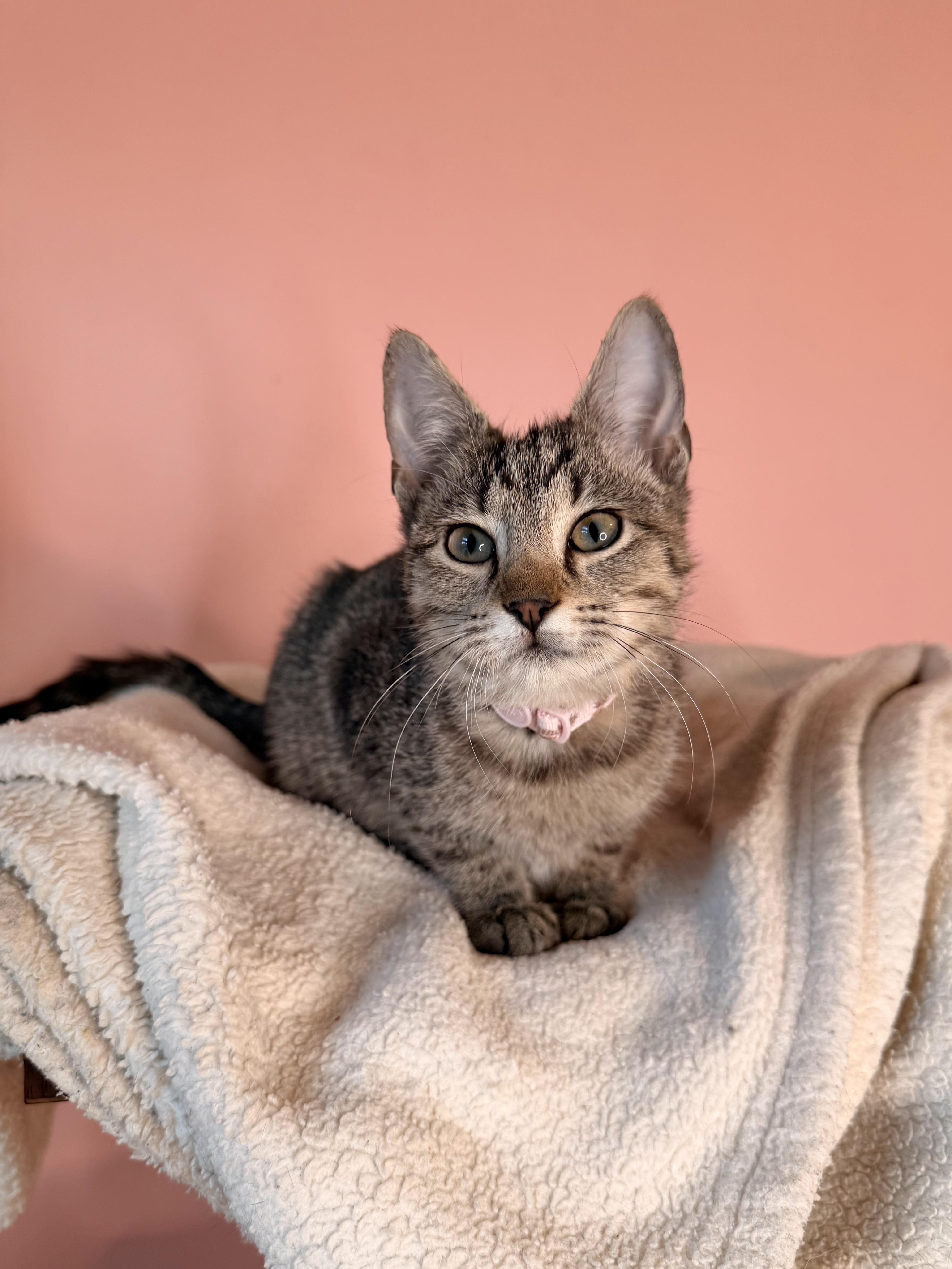 Enlarge TOFFEE, an adoptable Tabby in New York, NY image 2/3