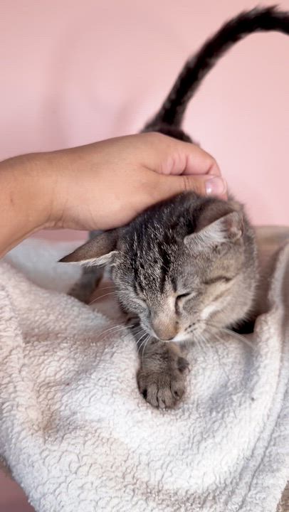 Enlarge TOFFEE, an adoptable Tabby in New York, NY video 3/3