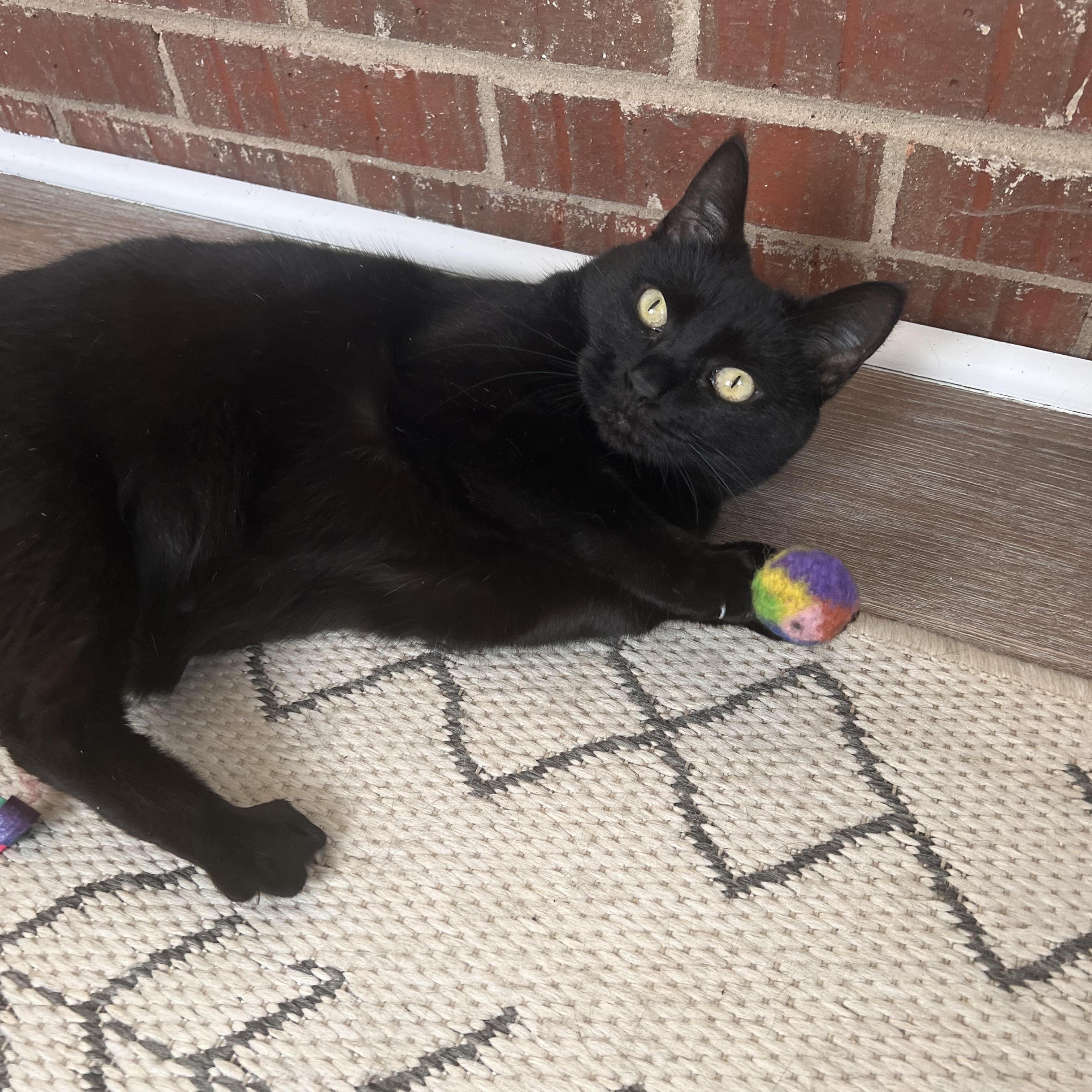 Deliliah (Arney), a ADOPTABLE Domestic Short Hair in Hickory, NC image 5/6