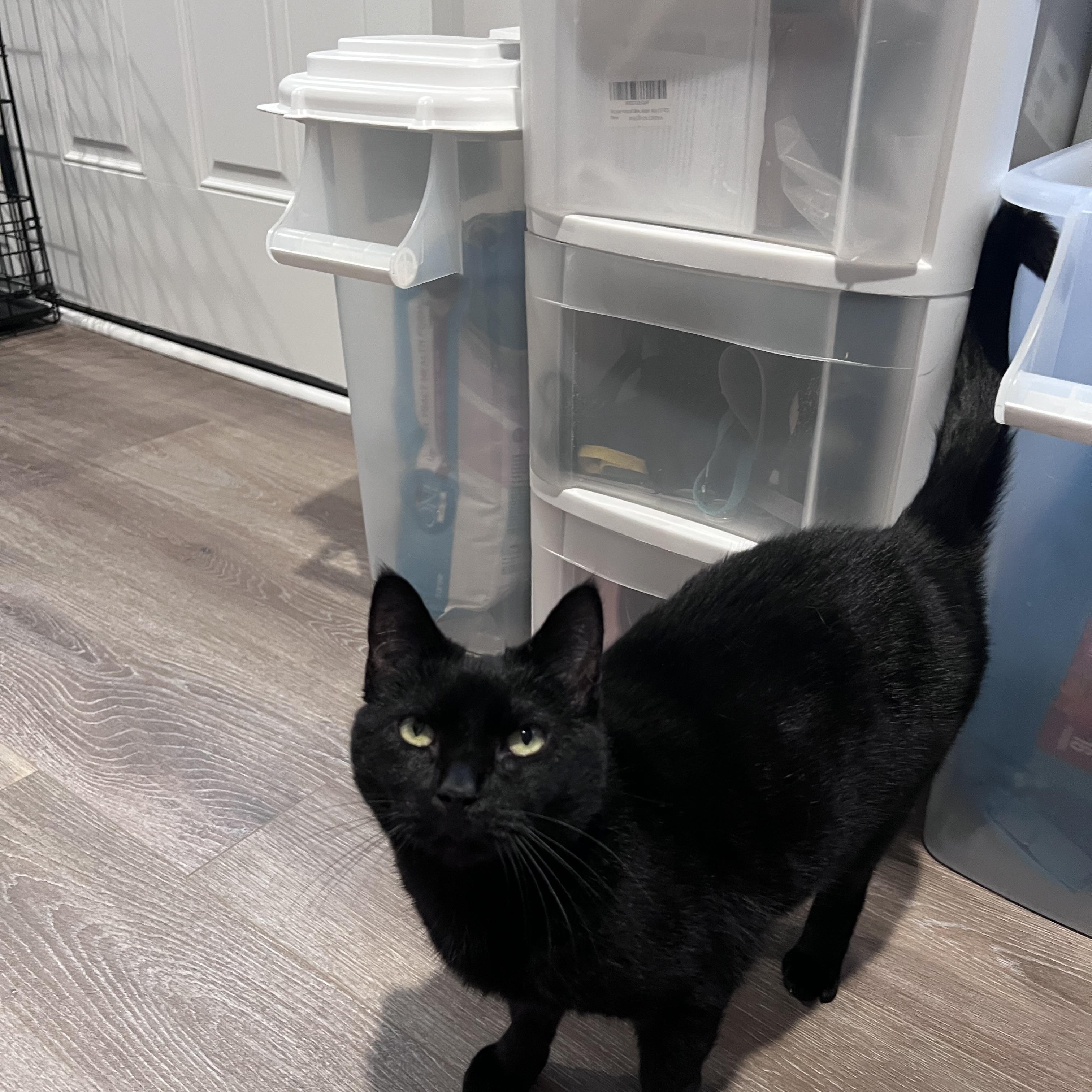 Enlarge Deliliah (Arney), a ADOPTABLE Domestic Short Hair in Hickory, NC image 4/5