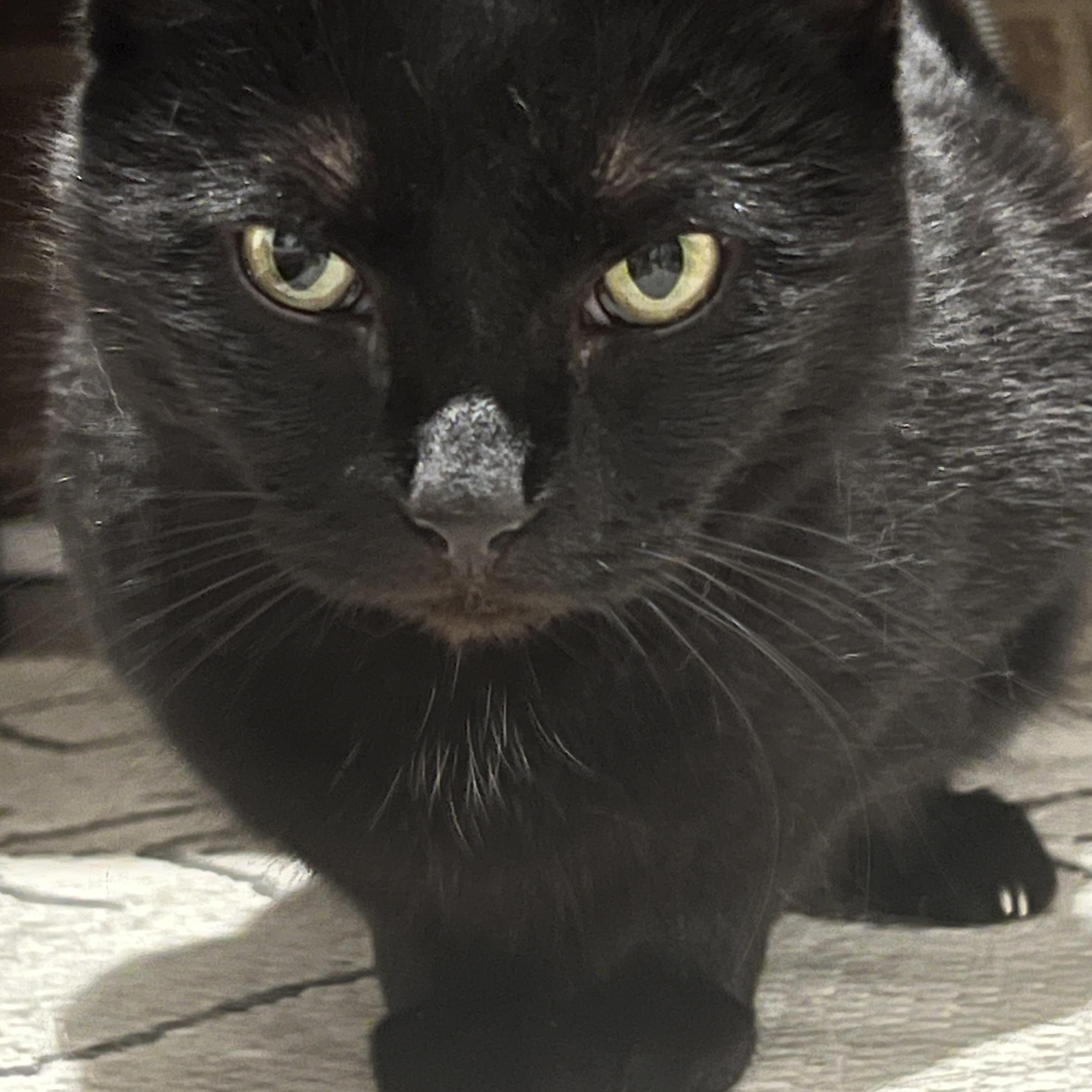 Enlarge Deliliah (Arney), a ADOPTABLE Domestic Short Hair in Hickory, NC image 3/5