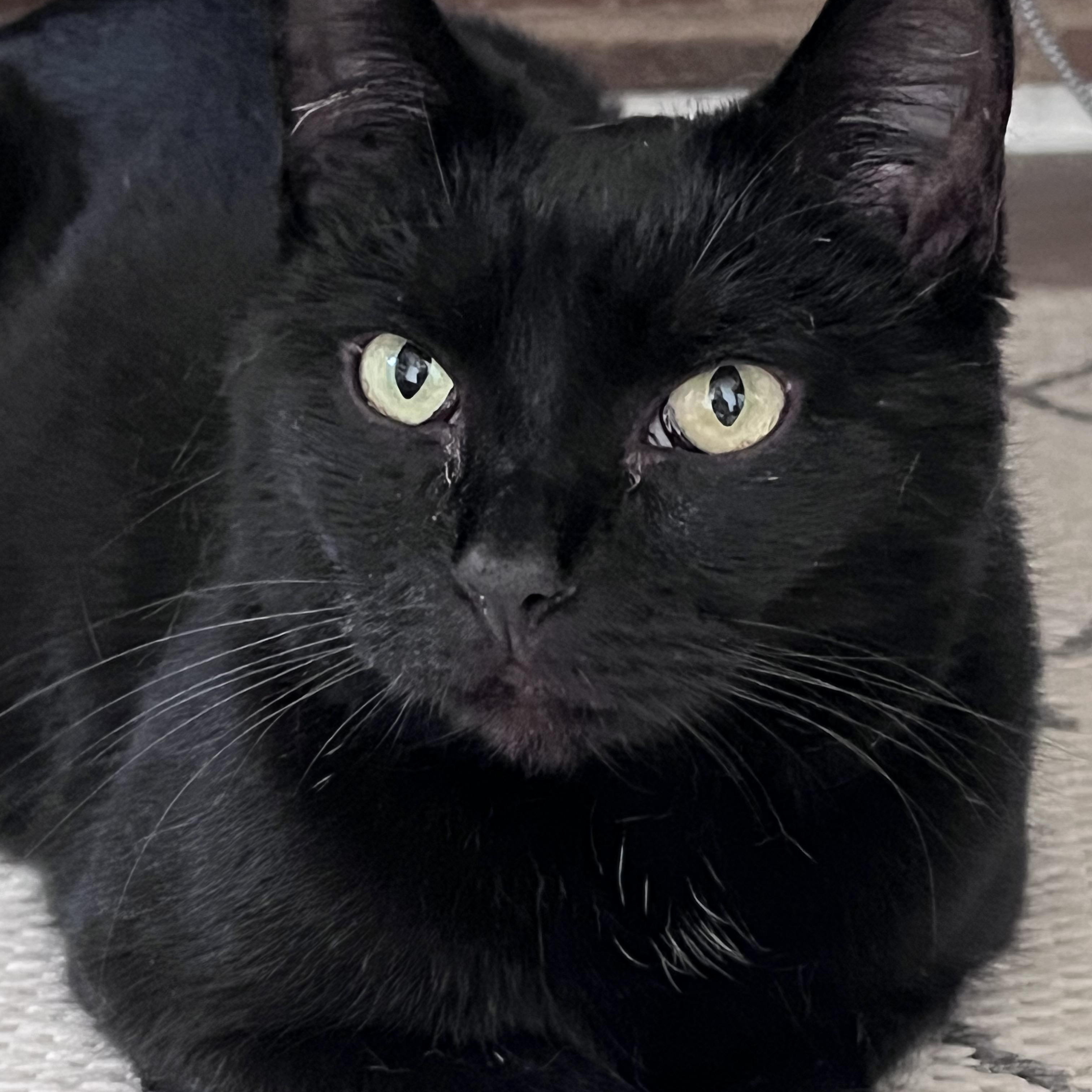 Deliliah (Arney), ADOPTABLE, Adult Female Domestic Short Hair.