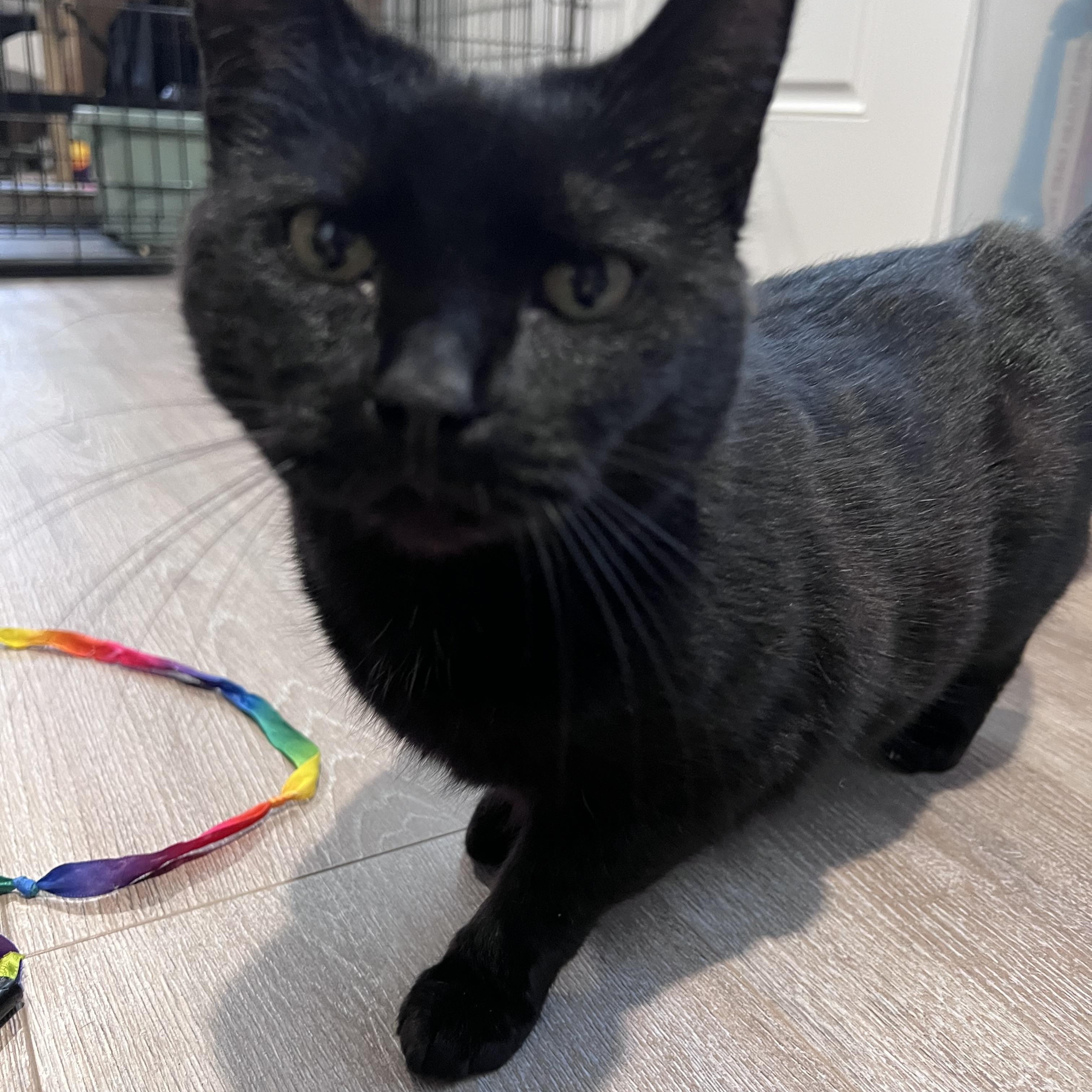 Enlarge Deliliah (Arney), a ADOPTABLE Domestic Short Hair in Hickory, NC image 2/5