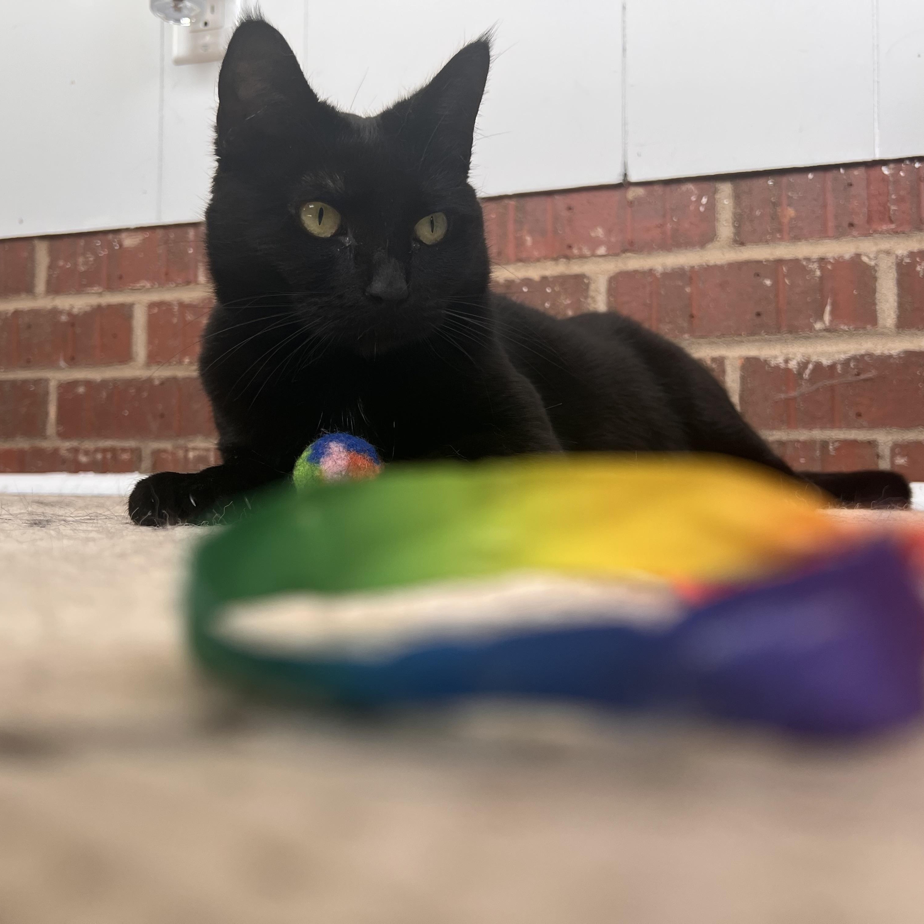 Deliliah (Arney), a ADOPTABLE Domestic Short Hair in Hickory, NC image 4/6
