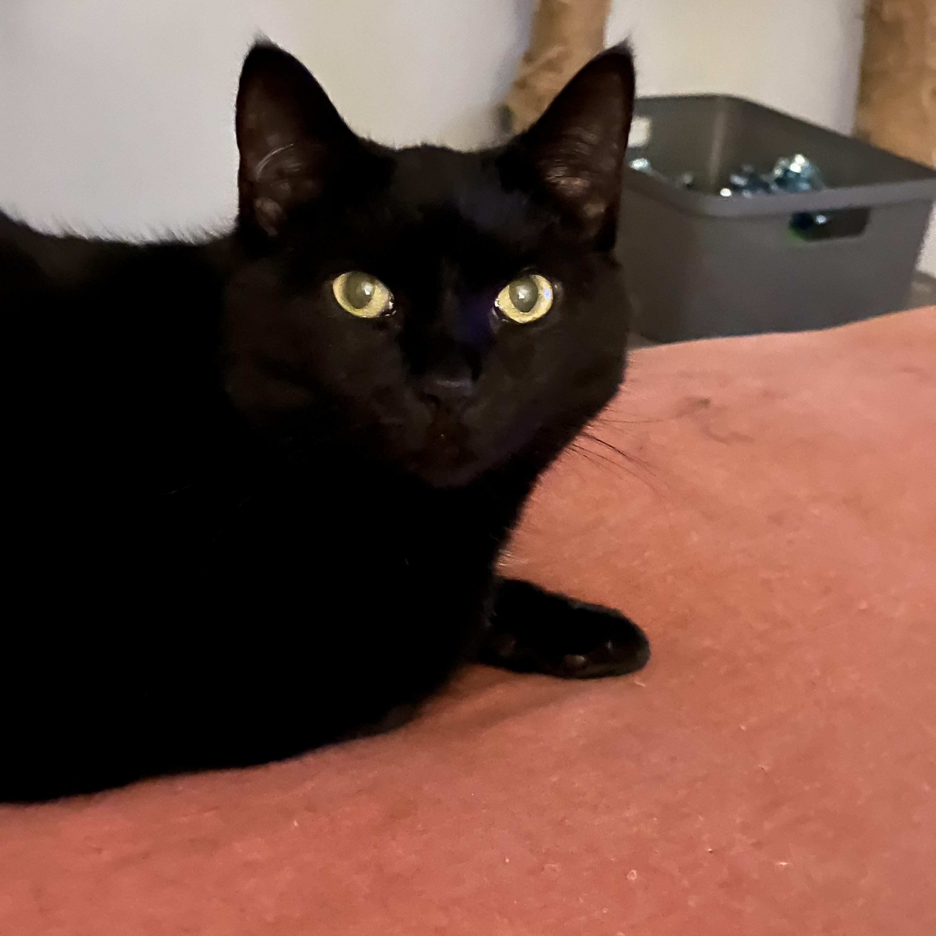Deliliah (Arney), ADOPTABLE, Young Female Domestic Short Hair.