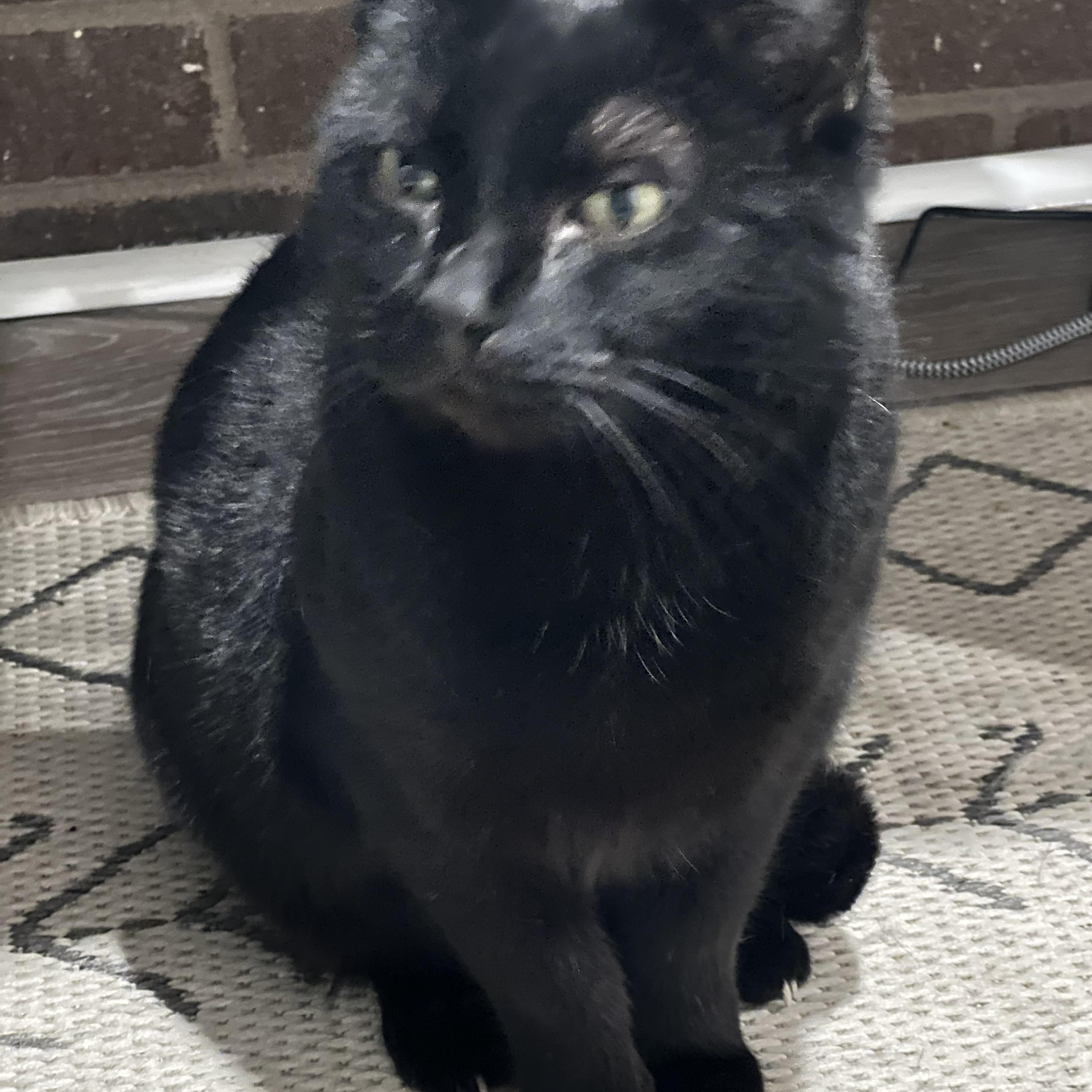 Enlarge Deliliah (Arney), a ADOPTABLE Domestic Short Hair in Hickory, NC image 5/5