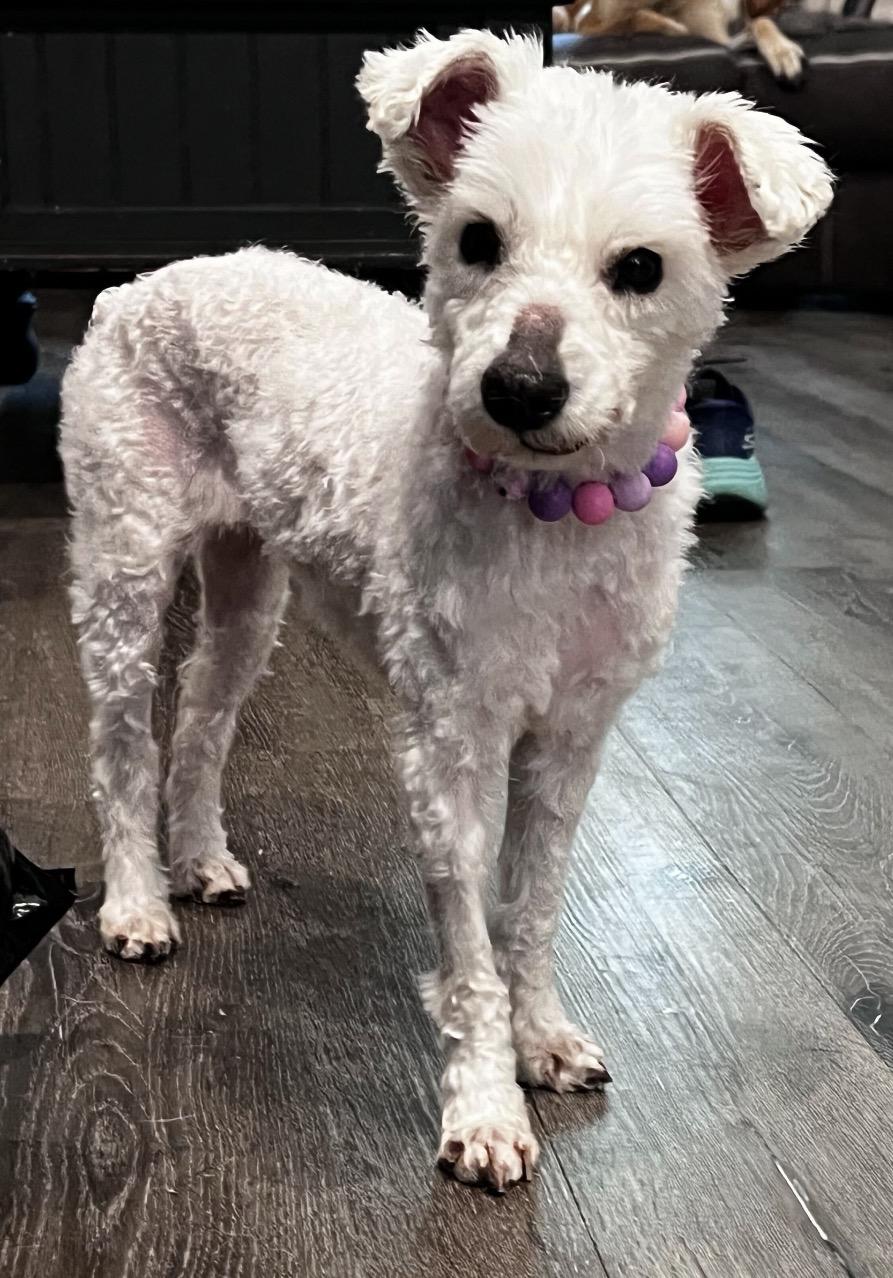 Penelope, a ADOPTABLE mixed breed in richmond, ME image 1/6