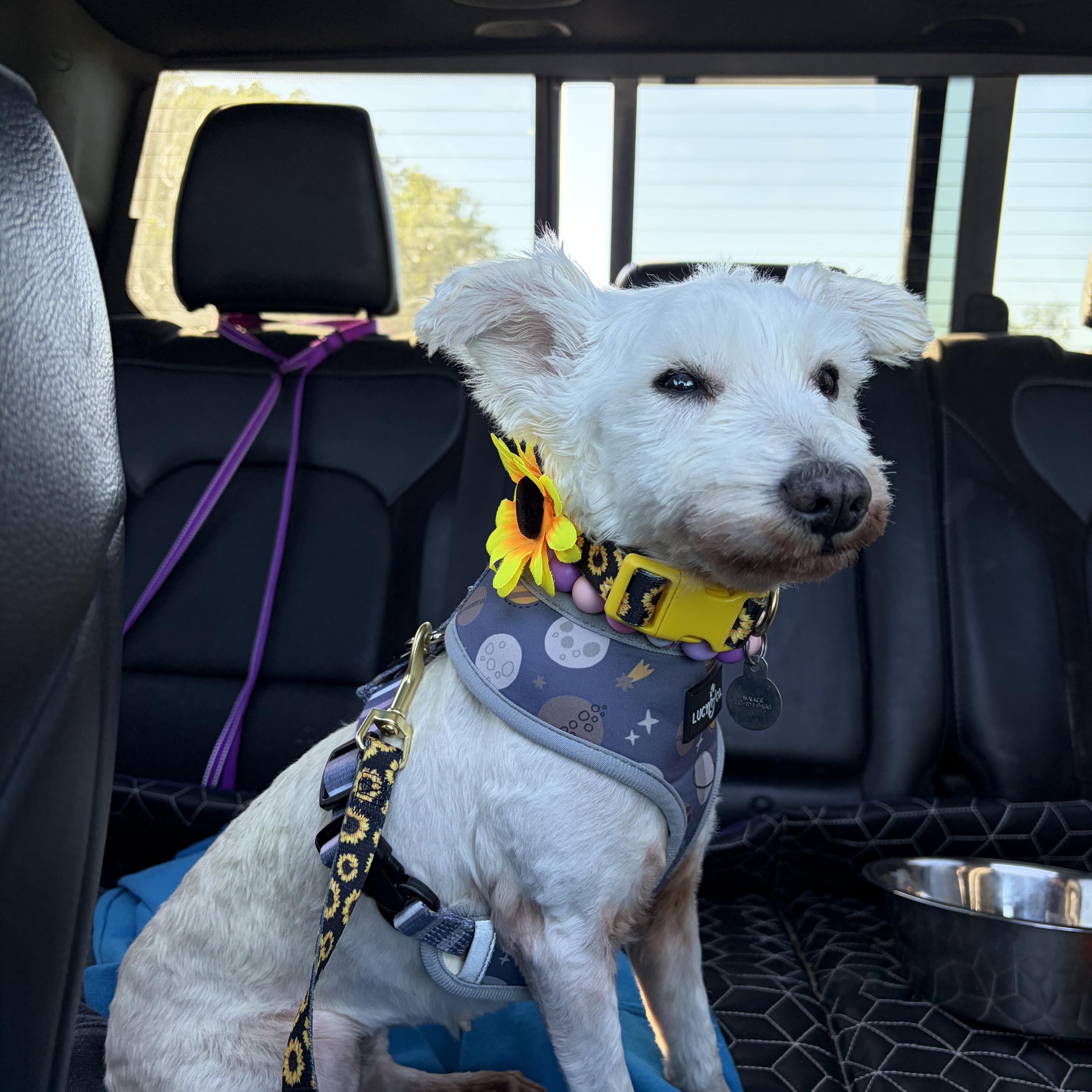 Penelope, a ADOPTABLE mixed breed in richmond, ME image 4/6