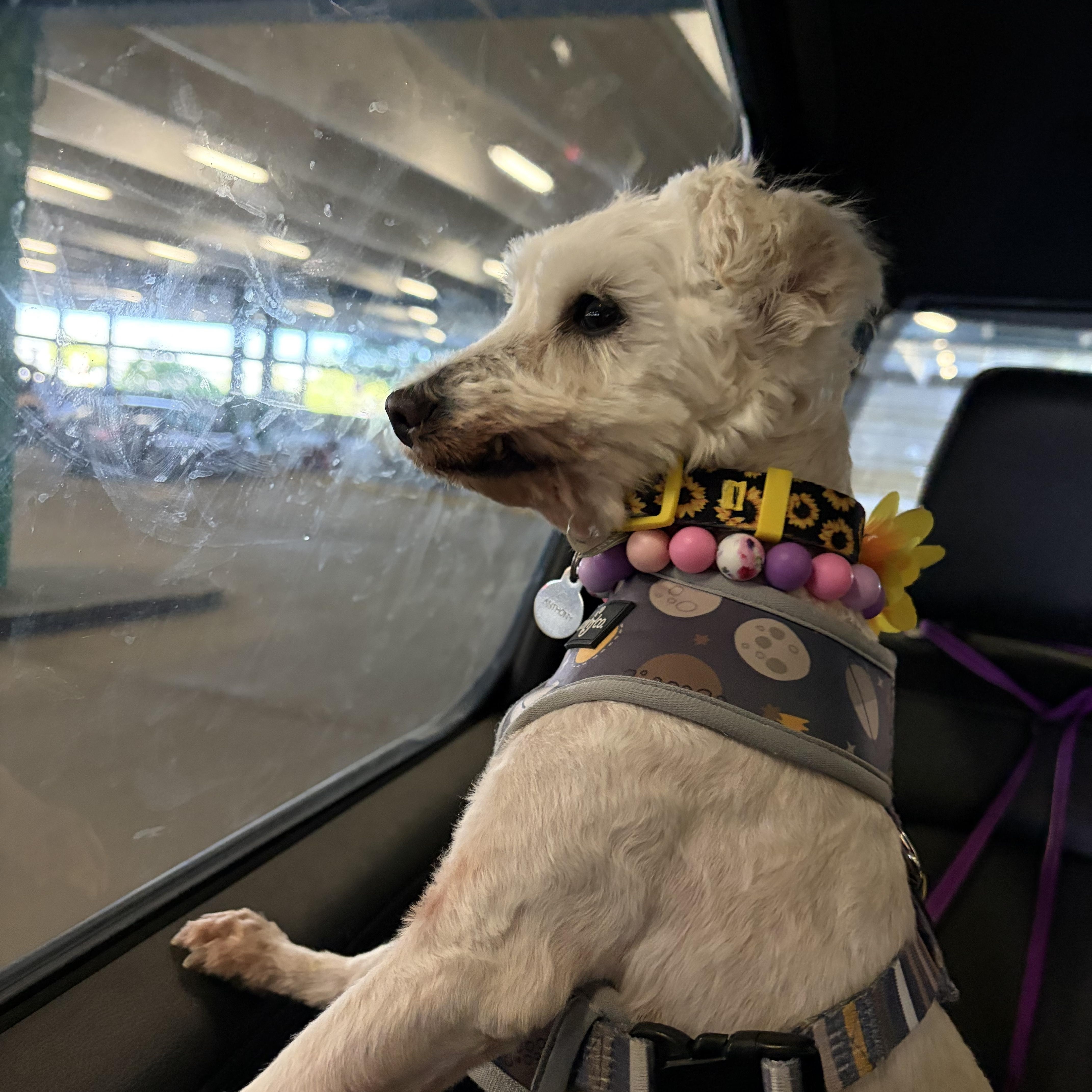 Penelope, a ADOPTABLE mixed breed in richmond, ME image 6/6