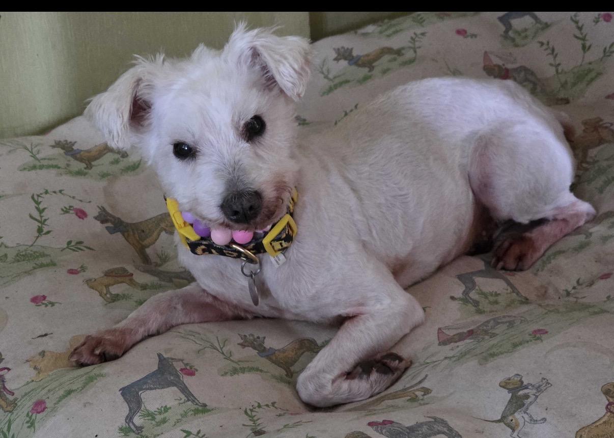 Penelope, a ADOPTABLE mixed breed in richmond, ME image 2/6