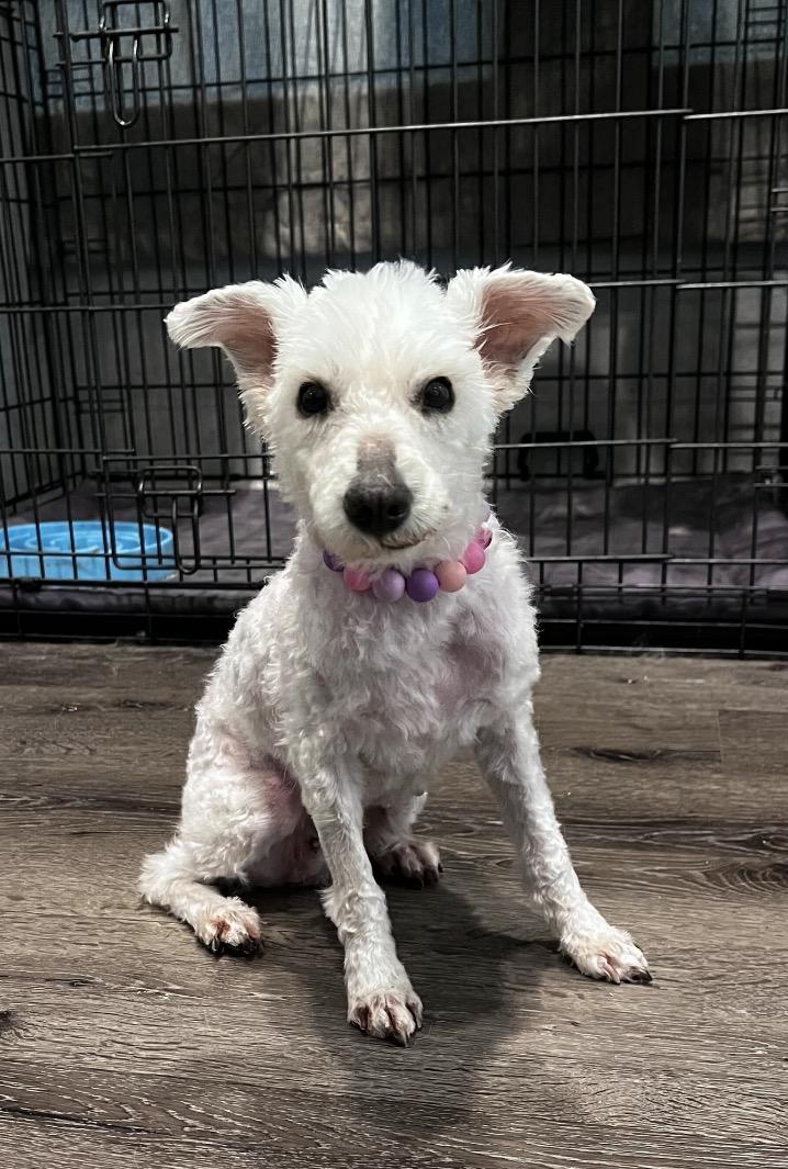 Penelope, a ADOPTABLE mixed breed in richmond, ME image 3/6