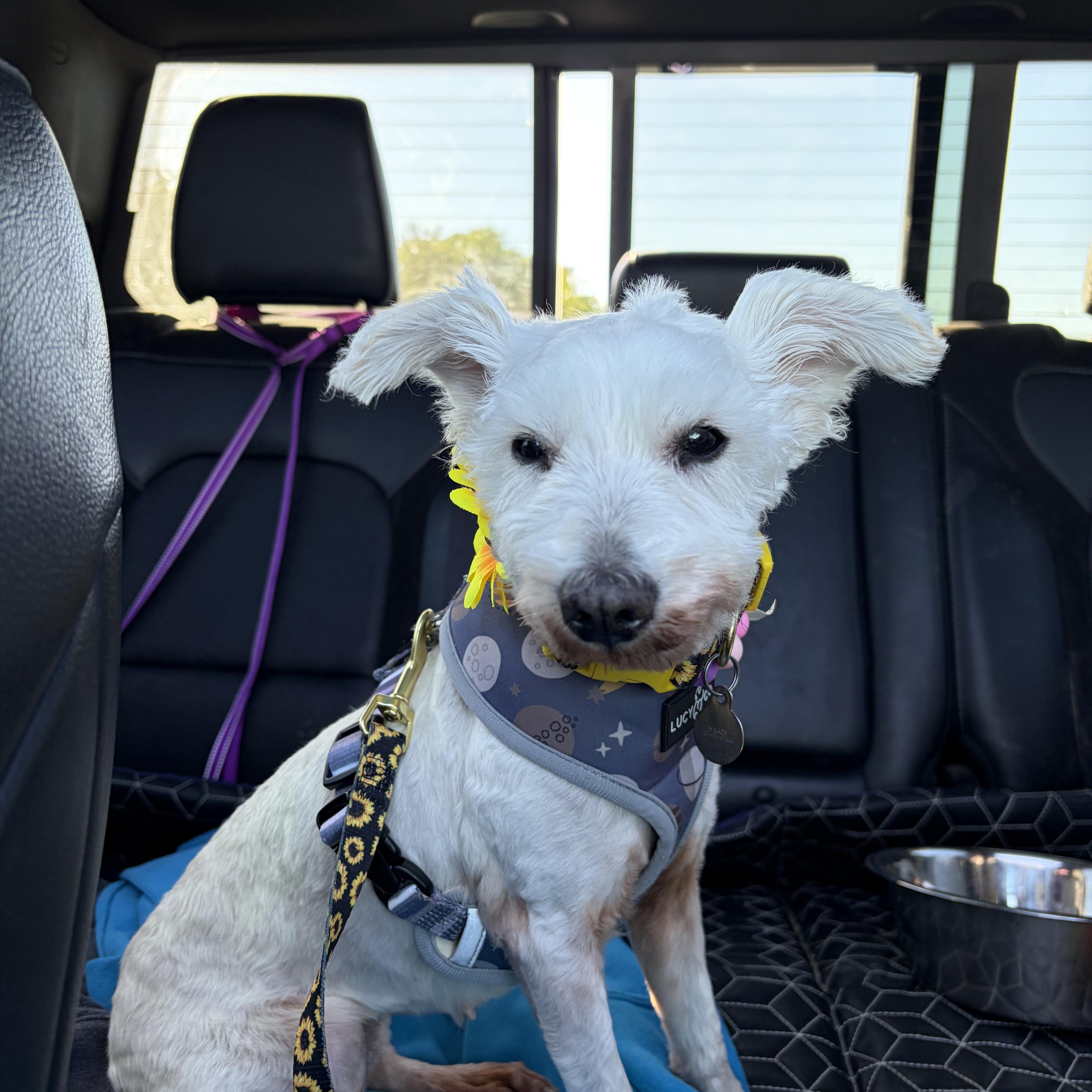 Penelope, a ADOPTABLE mixed breed in richmond, ME image 5/6
